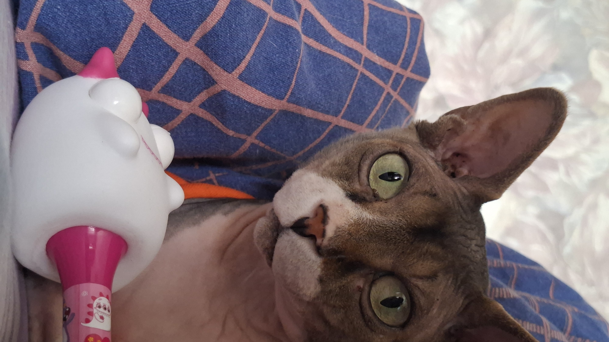 A close-up, high-angle shot captures a hairless cat, likely a Sphynx or Devon Rex, lying on a patterned blanket indoors. The cat's head is slightly tilted, and its large, alert green eyes with narrow vertical pupils look directly towards the viewer. Its distinctive large ears are prominent, revealing the skin texture. The cat's fur appears very short or absent, showcasing a mix of greyish-brown and lighter pinkish skin tones, particularly around its nose and muzzle.
Next to the cat, on the left side of the frame, is a white and pink toy. The toy has a rounded, white body with a bright pink, conical top. Its pink handle, partially visible at the bottom of the frame, features colorful cartoon characters, including a white ghost-like figure with a red heart, suggesting it's a child's toy, possibly a microphone or rattle.
The background consists of a blue fabric with an orange or reddish grid pattern, likely a blanket or pillow, and a softer, lighter textured surface on the right. The lighting suggests an indoor setting, possibly during the day. The cat appears curious and attentive. The scene is located in Забалоцкі сельскі Савет, Belarus.