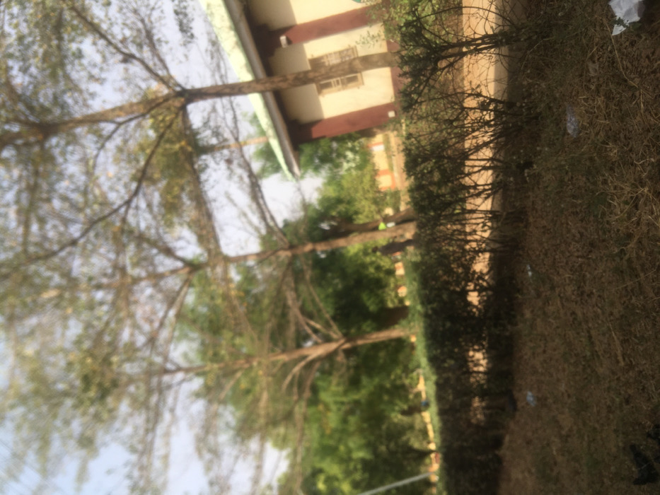 A slightly blurry image depicts an outdoor scene with trees dominating the left side, their bare branches reaching towards the sky. A building with a tan facade and dark red accents is visible in the background. A dense hedge stretches along the right side, transitioning into a field of dry, brown vegetation at the bottom. The photo appears to be taken from a low angle, possibly by someone standing or sitting on the ground.