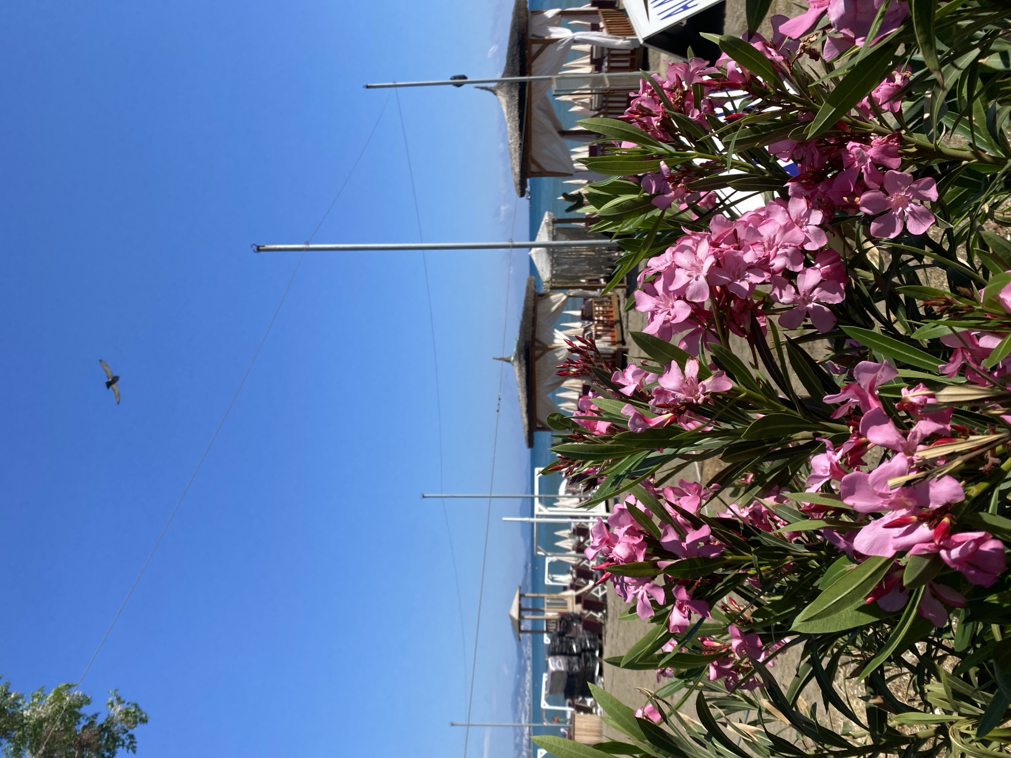 The image captures a sunny day scene in Alanya, Turkey, featuring a beach with cabanas framed by pink oleander flowers in the foreground. The perspective is from ground level, looking towards the coast. Several beach cabanas with thatched roofs and white curtains stand along the beach, and lounge chairs and tables are visible under some cabanas. A bird is flying against the clear blue sky on the left side of the frame. The sea is calm and visible in the distance. Utility poles stand vertically in the scene.