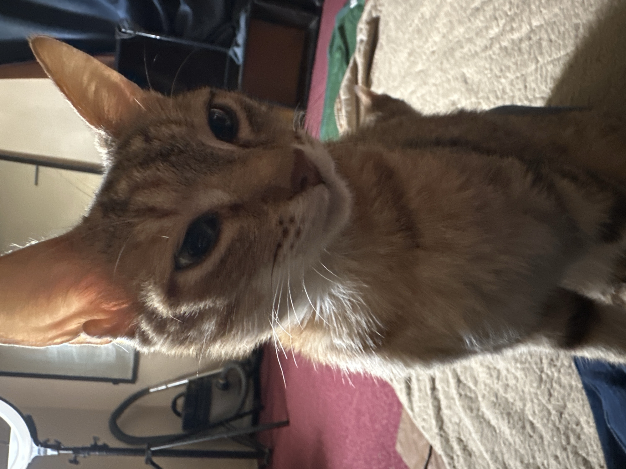 The image is a close-up, eye-level, medium shot of a tabby cat with orange and brown stripes. The cat is facing slightly to the right, with its head tilted downwards and its gaze directed at something out of frame to the right. The cat's ears are erect, and its whiskers are prominent. The background is blurred, but appears to be an indoor setting with a red carpet on the floor and a muted-colored blanket or bedspread. To the left, a ring light on a stand and a vacuum cleaner are partially visible. The lighting suggests a dimly lit room with the ring light being a primary light source, casting shadows and highlighting the cat's fur. The image does not provide any information that would indicate the location as being in the city of Jos, Nigeria.