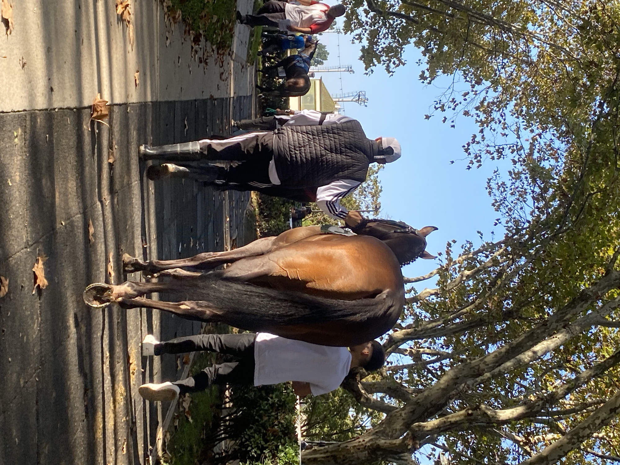 The image depicts a brown horse being led along a paved path, likely a sidewalk, bordered by trees. The location is Buenos Aires, Argentina.
People: Two individuals are prominently visible; one wearing a white t-shirt and black pants is partially seen walking beside the horse. The other is wearing a white cap, black quilted vest, black pants, and black boots, leading the horse. Other people are visible in the background, further along the path, some accompanying other horses.
Subjects: A brown horse is the central subject. There are other horses in the background.
Objects: Visible objects include horse riding tack, the paved path, trees with yellow leaves, a building in the background, and the attire of the people.
Actions: The primary action is the leading of the horse along the path.
Interactions: A person is leading the horse. Other people are observing and possibly participating in leading other horses.
Environment: The environment is urban, specifically a paved area in what appears to be a park or green space within Buenos Aires. The lighting suggests daylight.