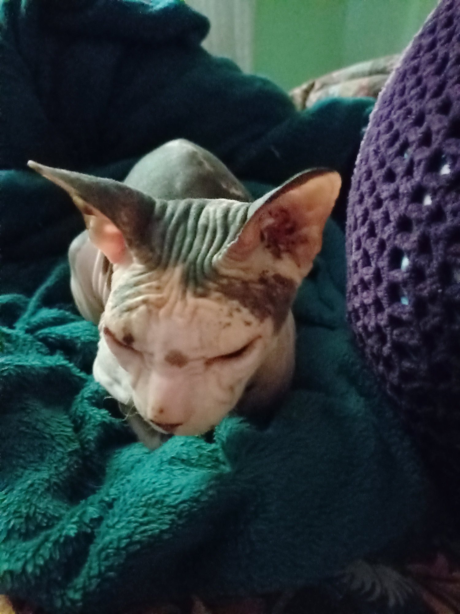 A hairless cat is resting on a teal blanket next to a purple knitted object. The cat has wrinkles on its head and ears, and patches of brown coloring on its face and ears. The cat's eyes are closed. The background is blurry and appears to be a wall with a green tint. The image is taken indoors in what appears to be a domestic setting, possibly a home in Almaty, Kazakhstan.