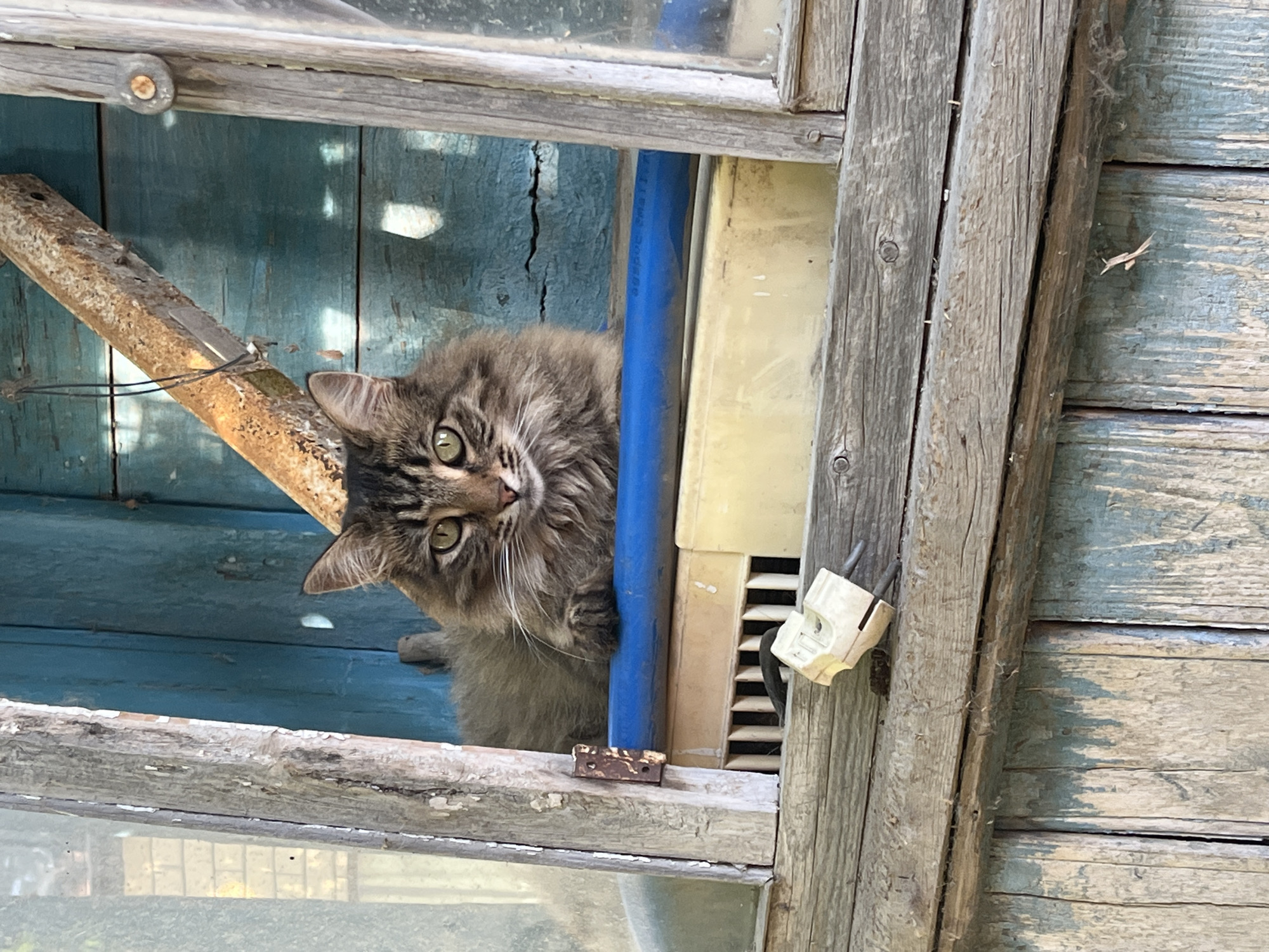 A tabby cat with green eyes sits inside a weathered blue wooden structure, possibly a window frame or a shed. The cat is looking directly at the camera. The structure appears old and dilapidated, with peeling paint on the wood. In the foreground, a white electrical plug with two prongs is visible on a wooden plank. The background is out of focus, but appears to be an outdoor setting with some greenery and possibly a building. The image is taken during the daytime, with natural light illuminating the scene. The overall impression is one of rustic decay. The scene does not provide any specific information that would allow for a definitive identification of its location within the city of Krasnyye Barrikady, Russia.