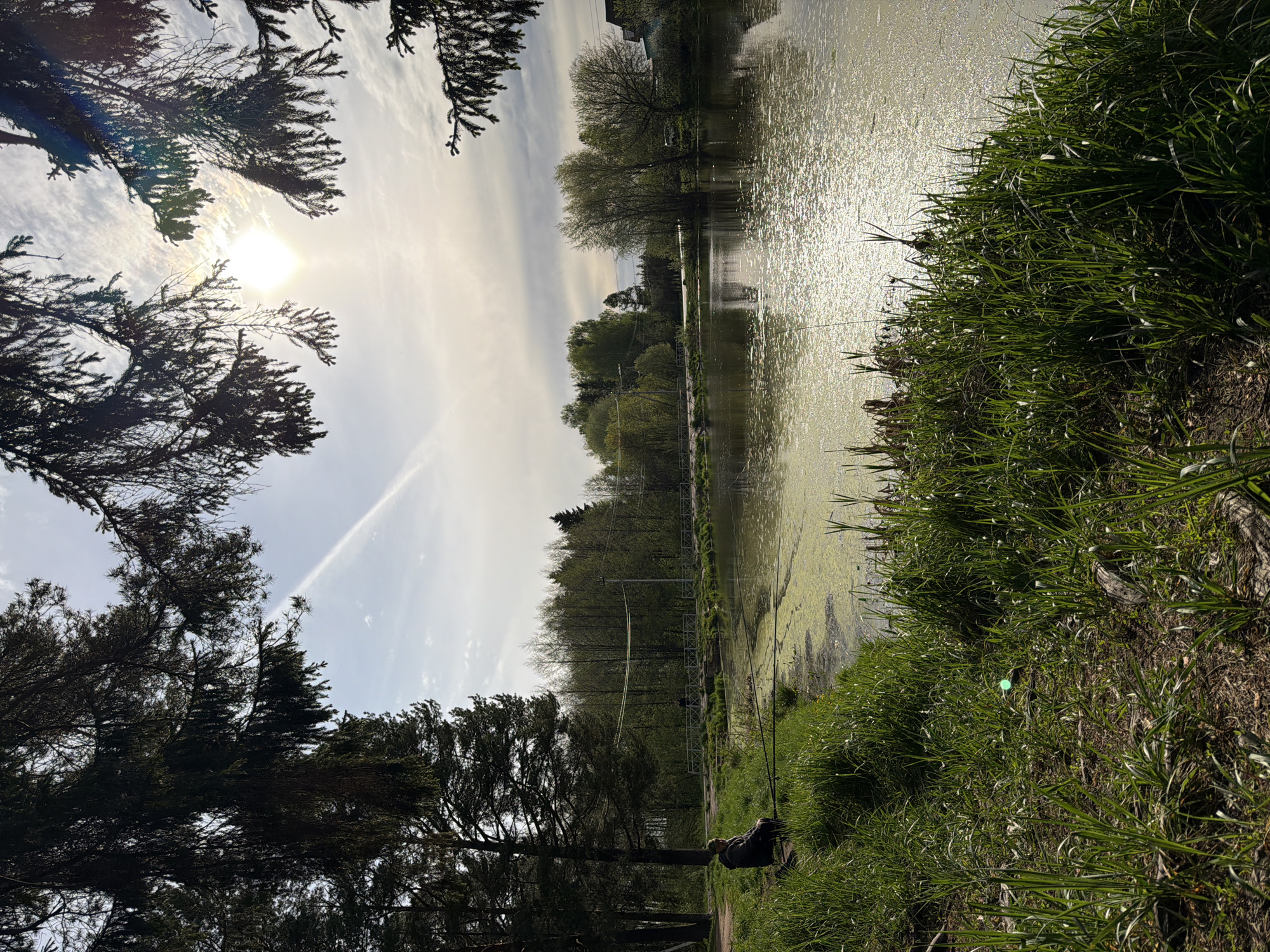 The image depicts a view of a lake or pond, with trees visible on both sides of the water. The right side of the frame is dominated by lush green grass, while the left side has trees. In the middle-ground, there's a treeline with what appears to be a structure or fence. The water surface has a sheen from the sunlight, with some algae. The sky is visible in the background. According to web search results, the scene is from the city of Chaikovsky, Russia. There is a person fishing in the water.