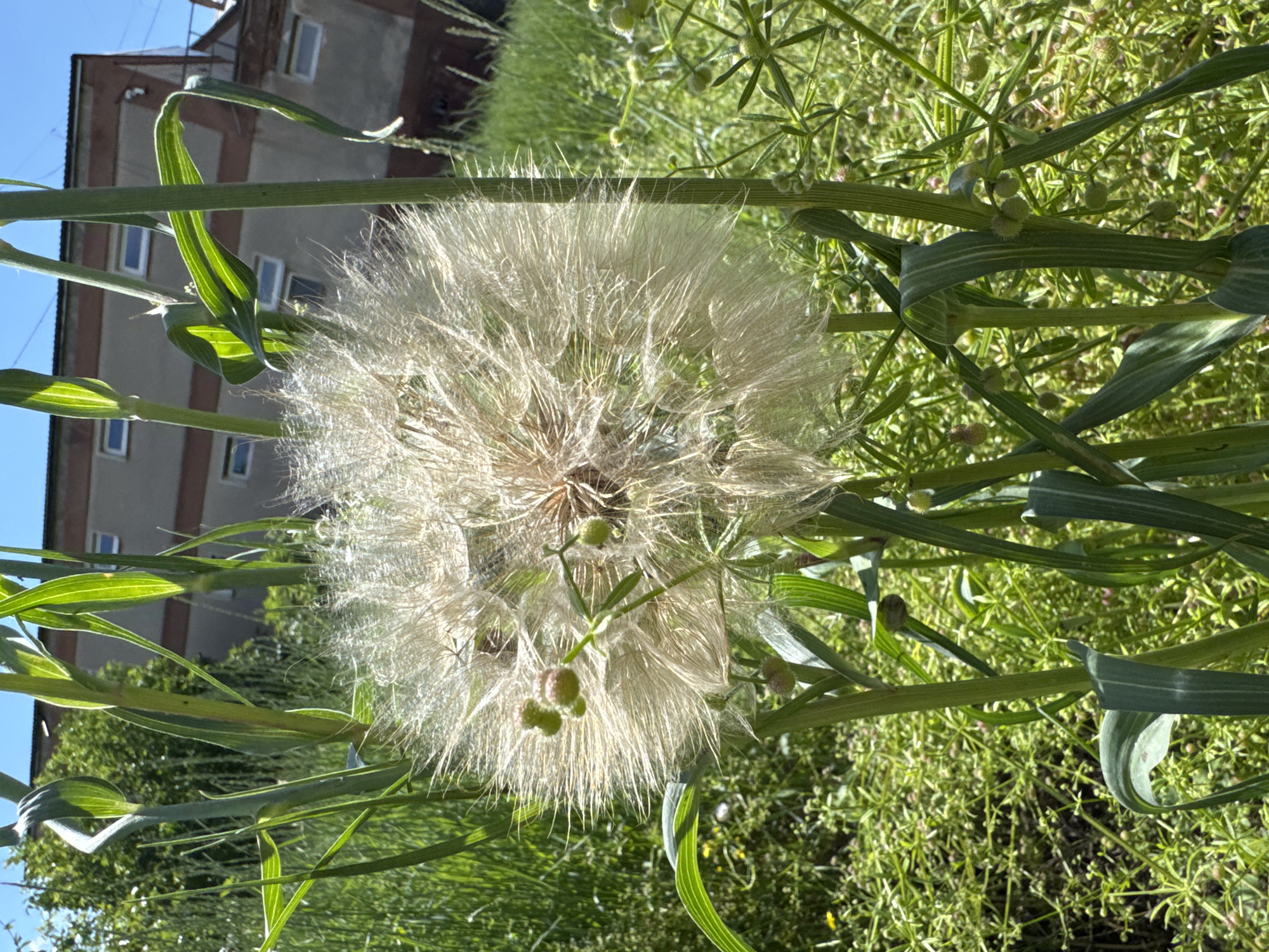 A dandelion seed head, full of fluffy white pappi, dominates the center of the frame, illuminated by bright sunlight. It is surrounded by tall green grass and stalks. In the background, a light-colored building with dark rectangular windows is visible. The scene appears to be an outdoor, urban setting, possibly in Lozuvatka, Ukraine.