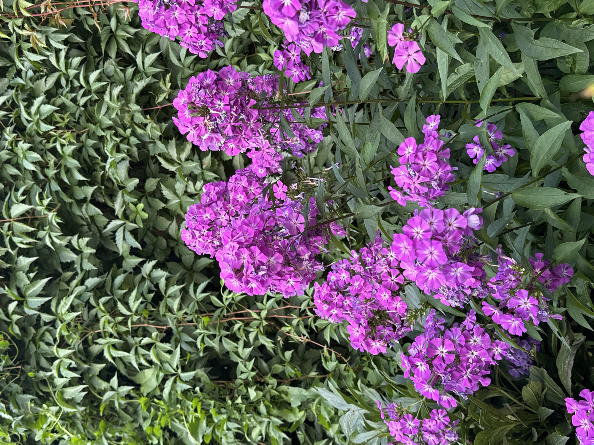 A close-up shot captures a cluster of vibrant purple phlox flowers in full bloom, set against a backdrop of dense, green foliage. The flowers are detailed, with delicate petals and prominent stamens, some showing signs of wilting. The leaves of the phlox are a deep green, providing a rich contrast to the bright blossoms. The environment appears to be a garden or natural setting, possibly in Prokopyevsk, Russia, given the context. No people or animals are present in the frame. The lighting suggests it is daytime.
