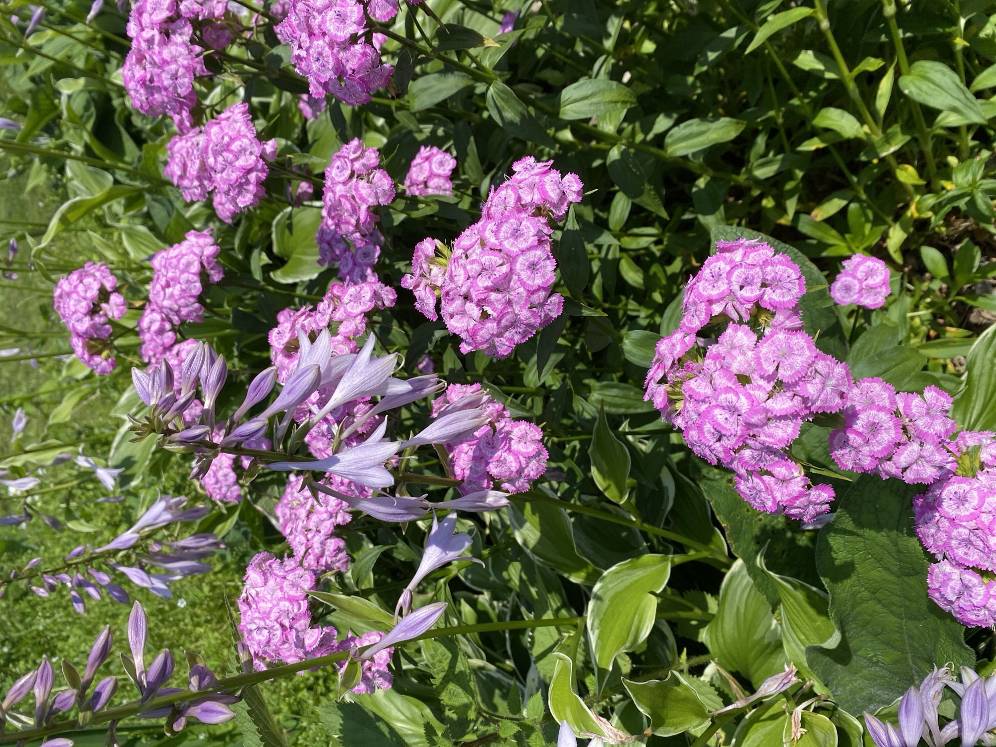 The image shows a cluster of bright pink dianthus flowers in full bloom, interspersed with delicate pale purple hosta flowers. The flowers are densely packed, creating a vibrant tapestry of color against a backdrop of lush green foliage. The dianthus flowers have a ruffled, carnation-like appearance with serrated petals, while the hosta flowers are bell-shaped and hang gracefully from their stems. The scene is bathed in bright sunlight, casting subtle shadows and highlighting the intricate details of the blossoms. The location is a garden in Beryozovsky, Russia.