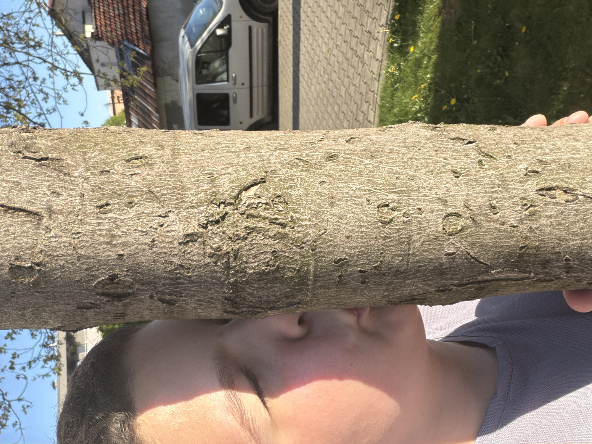 A person is holding a tree branch against their face. The tree branch is rough and textured. The person has closed eyes, and sunlight is hitting their face. Behind the branch and person, there is a house with a red tile roof and a white van parked on a brick paved area. There is also some grass with yellow flowers. The location appears to be in a residential area. It is not possible to positively confirm the city of Sofia, Bulgaria, based on the visual information alone.