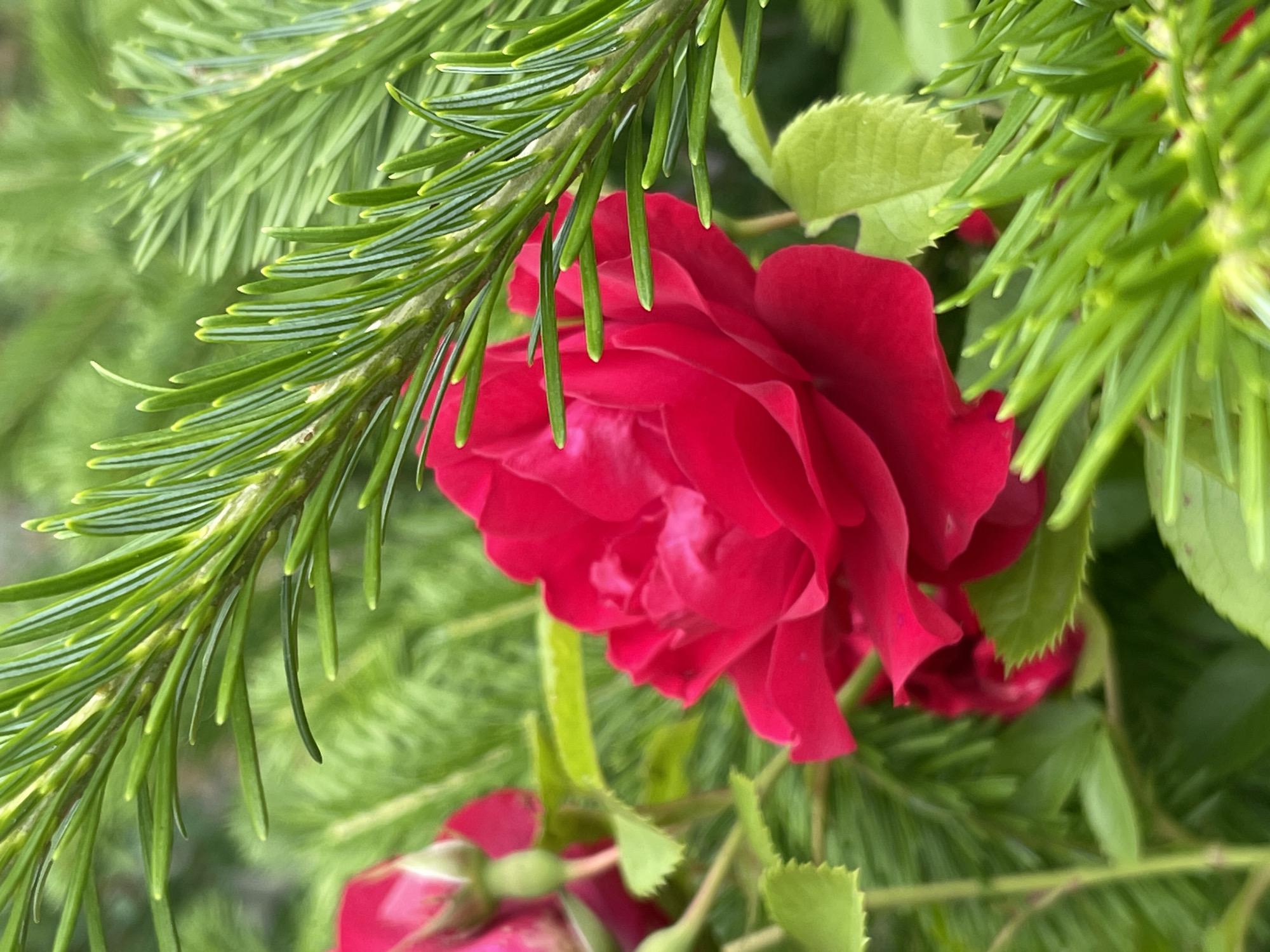 This is a close-up, horizontal, eye-level shot of a vibrant red rose blooming amidst lush green foliage. The rose is the primary subject, its petals unfurling in a delicate, layered fashion. The texture of the petals appears soft and velvety. Framing the rose, especially on the left side of the image, are sharp, needle-like green branches, likely from a conifer. These branches are in focus in the foreground, creating a contrast with the softer textures of the rose. In the background, softer green leaves and what appear to be rose buds add depth to the scene. The colors are rich and saturated, suggesting the photograph was taken in good lighting conditions, possibly on a sunny day. The overall mood is one of natural beauty and tranquility. There is no visible text in the image. The location context of Bolshoy Kamen, Russia, suggests a temperate climate where roses and conifers might coexist. The time of day and weather are not explicitly discernible, but the bright colors indicate daylight.