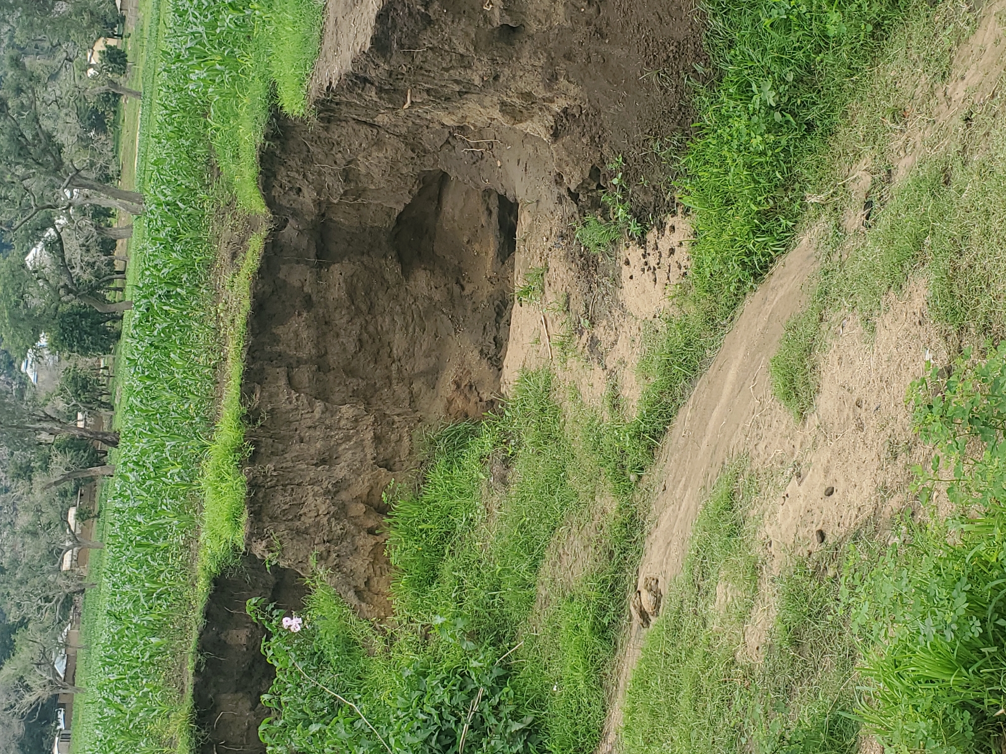 The image depicts a natural landscape in Kabwir, Nigeria, characterized by a significant erosion gully cutting through fertile land. The gully, with its steep, earthy walls, reveals layers of soil and appears to have a small cavern or overhang within its depths. Lush green vegetation, including a field of young corn stalks, grows on the higher ground adjacent to the gully, suggesting agricultural activity. Scattered trees with gnarled branches are visible in the background, adding to the rural scenery. A small pink flower blooms on the edge of the gully, adding a touch of color to the otherwise earthy tones. The ground in and around the gully is a mix of soil, sand, and sparse grass. The scene appears to be untouched by human intervention, presenting a raw, natural environment.