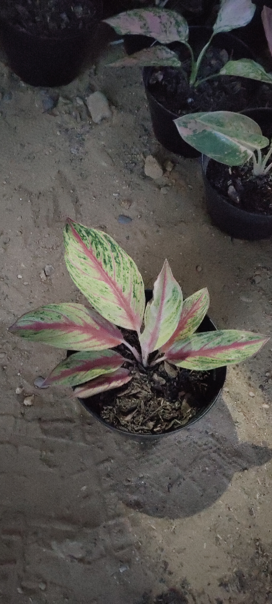 A potted Aglaonema plant with variegated leaves featuring shades of green, pink, and cream sits on sandy ground. The plant is in a dark-colored pot. In the background, other potted plants are visible, along with dark potting soil and scattered debris. The scene is outdoors, likely in a garden or nursery setting.