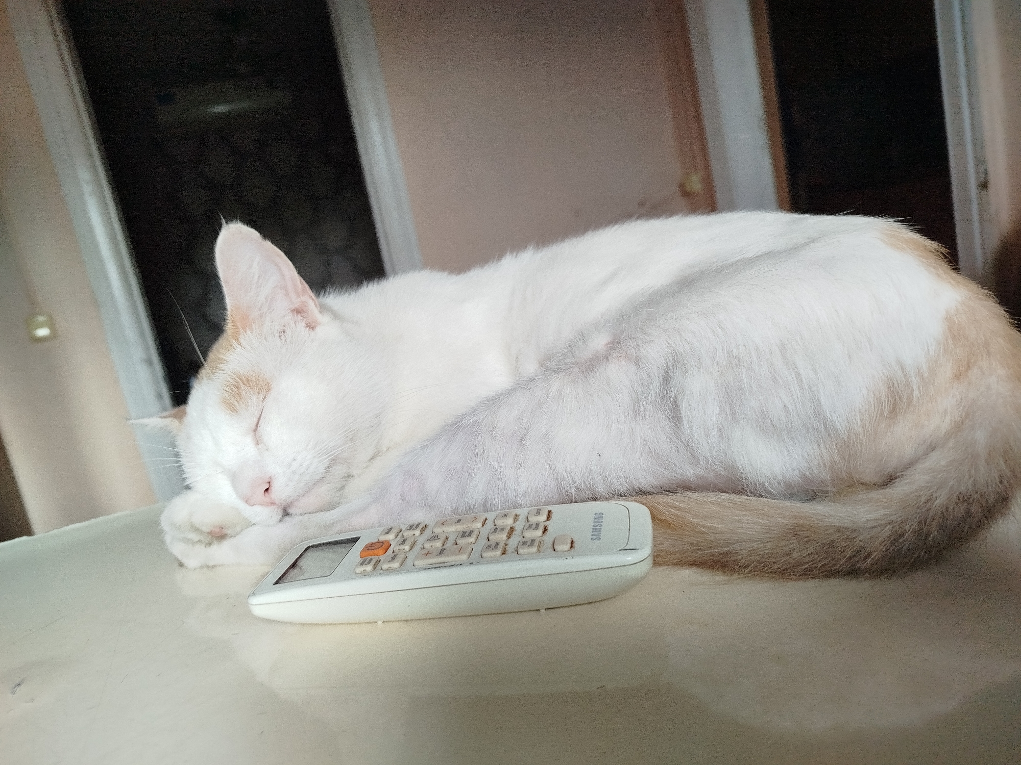 A white cat with tan markings is sleeping curled up on a light-colored surface. A remote control with the brand name "SAMSUNG" is placed next to the cat's head. The background appears to be indoors, with a window and wall visible. The image is a close-up shot, focusing on the cat and the remote.