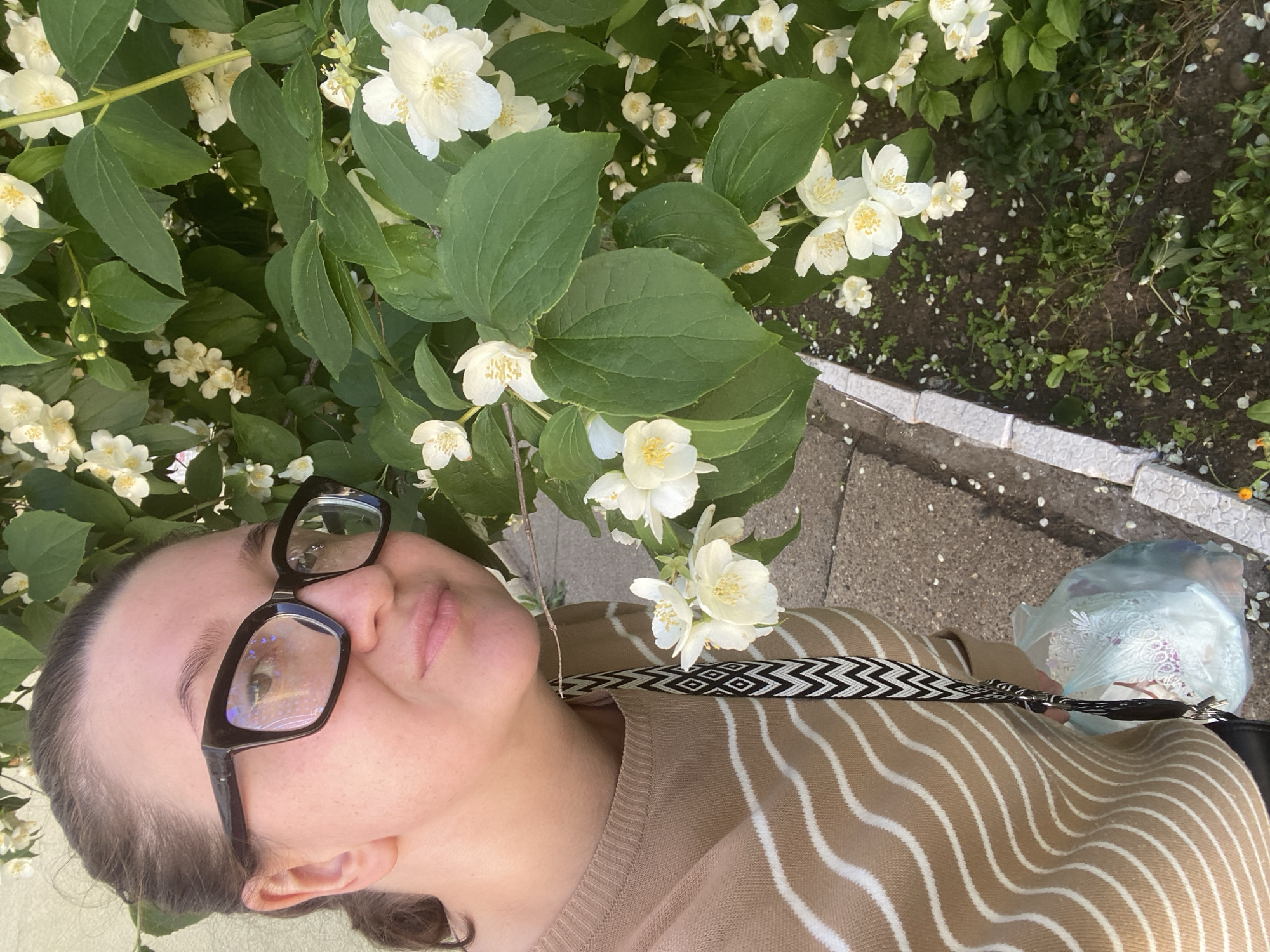 A selfie is taken by a person with dark brown hair pulled back, wearing black-rimmed glasses and a light brown sweater with white horizontal stripes. The person is leaning in towards a bush of white jasmine flowers with green leaves. The background shows a paved walkway and soil with some greenery and fallen flower petals. The scene appears to be outdoors in a residential area, possibly a garden or park, in Chaikovsky, Russia. The person is holding a light blue plastic bag with some white items inside.