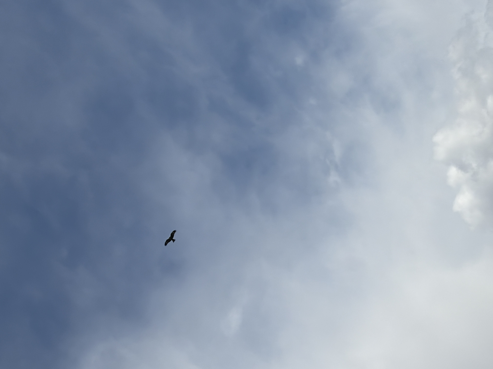 The image displays a lone bird in flight against a vast, partially clouded sky. The bird, silhouetted in dark tones, is positioned in the lower-left portion of the frame, with its wings spread in what appears to be a soaring or gliding motion. The sky dominates the scene, exhibiting a gradient from a muted blue-grey on the left to lighter, more prominent white and light-grey cloud formations towards the right. This suggests a daytime setting, possibly mid-morning or afternoon, under partly cloudy or overcast conditions with diffused lighting. No other subjects, objects, or visible text are present. The scene evokes a sense of peace and freedom, emphasizing the natural expansiveness of the sky. The location context provided is Мишкино, Russia, though no specific geographical cues are visible within the image itself, which focuses entirely on the sky.