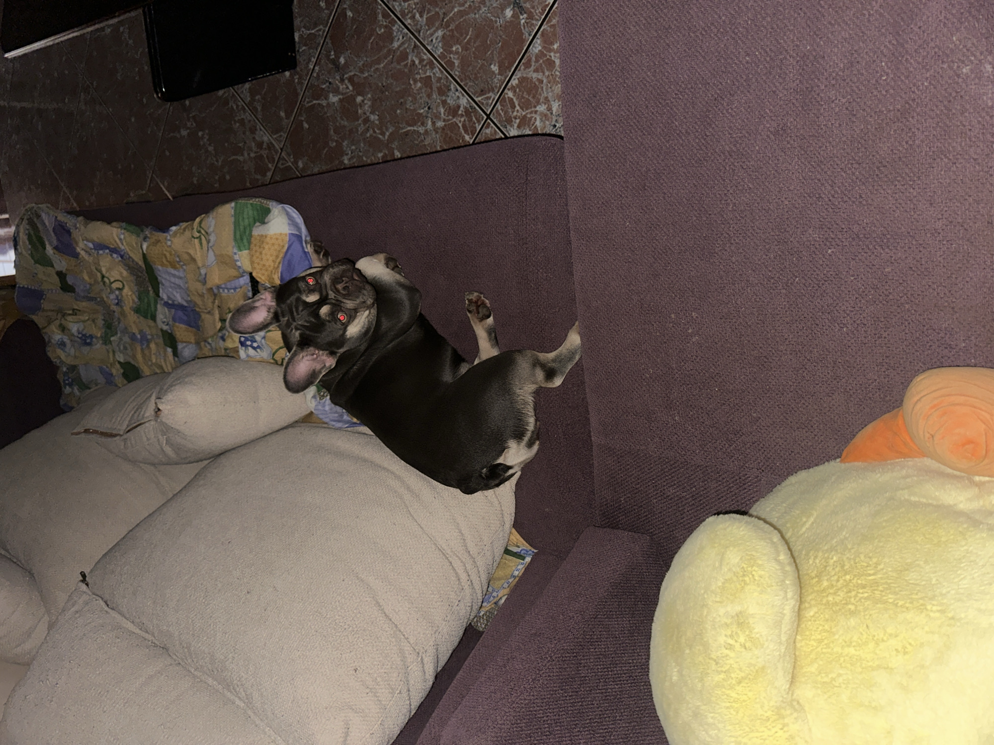 A French Bulldog is lying on a purple sofa. The dog is dark in color with lighter markings on its legs and chest. Its eyes are open and appear to be red, possibly due to the flash from the camera. The dog is resting on its side with its front paws tucked under its chin and its hind legs extended. To the left of the dog, there is a large, light-colored cushion, and to the right, there is a colorful blanket. In the foreground, a portion of a yellow stuffed animal is visible. The background shows a tiled floor and a dark object, possibly a table or stand. The scene appears to be indoors, in a domestic setting.