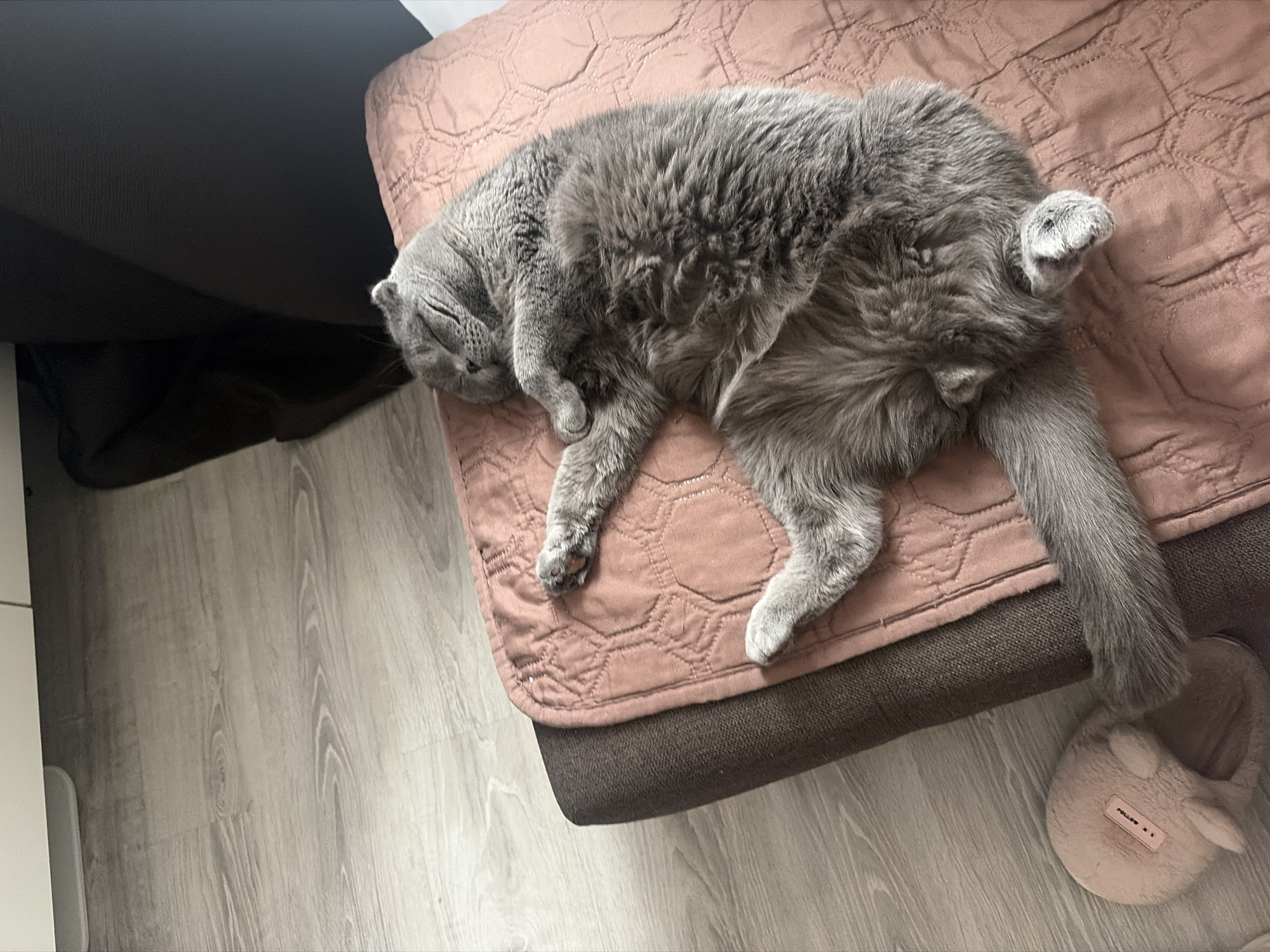 A gray Scottish Fold cat is sleeping on a rose-colored quilted cushion on a dark brown sofa. A pink slipper is visible on the floor beneath the sofa. The floor is light-colored wood laminate. A dark brown sofa is to the left of the cat. No indication of the city of Saint Petersburg, Russia is present.