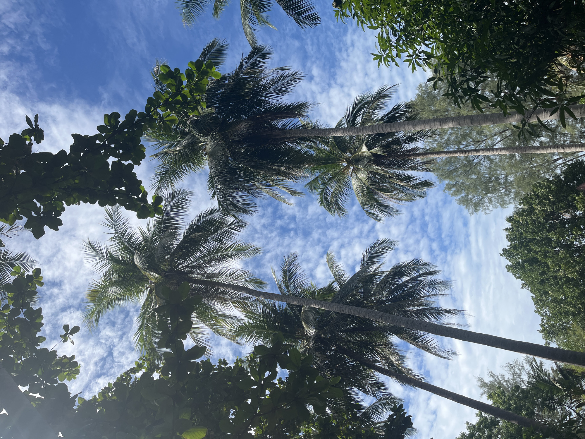 The image captures a low-angle view of tall coconut palm trees against a bright blue sky with scattered white clouds, taken in Koh Phangan, Thailand. Lush green foliage from other trees frames the scene from the sides and top. The sunlight filters through the leaves and the fronds of the palm trees, creating a dappled effect on the sky and foliage. The overall impression is one of a tropical, natural environment.