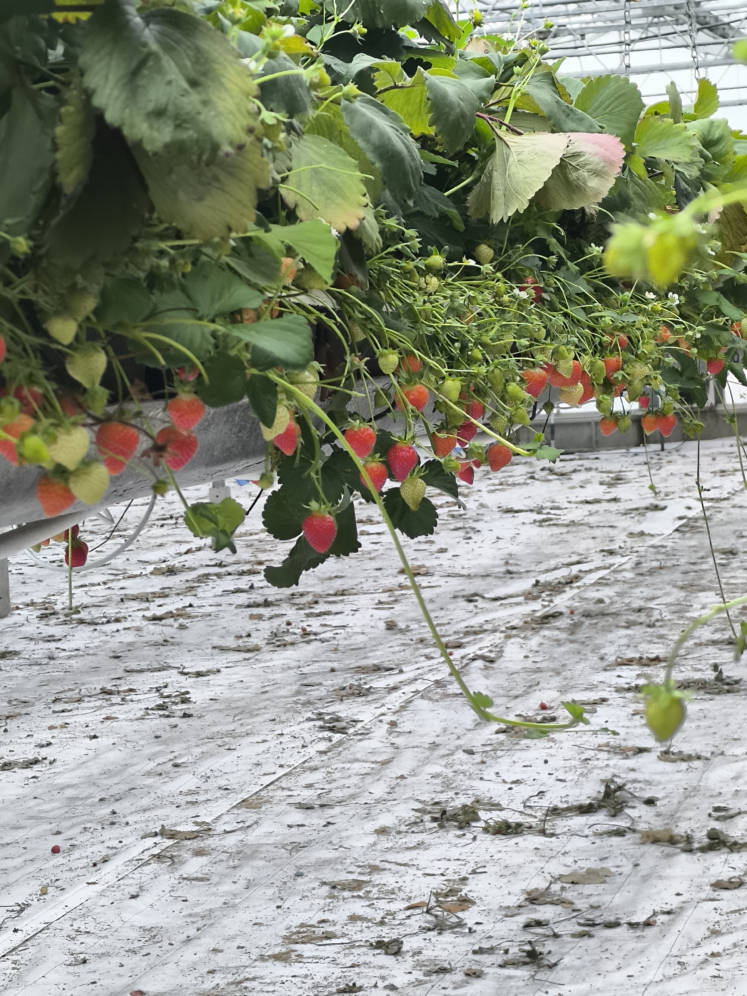 A greenhouse in Warmenhuizen, Netherlands, contains rows of strawberry plants growing in hanging troughs. Many red and green strawberries are visible, some ripe and others developing. The floor of the greenhouse is covered with a white material, possibly plastic sheeting, and scattered debris. The overall impression is of a commercial strawberry farm.