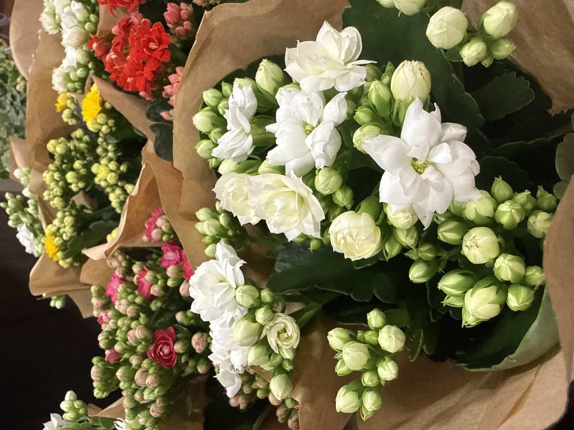 A close-up, overhead shot displays a variety of Kalanchoe plants, commonly known as Flaming Katy, bundled in brown paper. The plants are arranged in bouquets, with a dark, blurred background suggesting an indoor setting, possibly a flower shop. The Kalanchoe plants showcase clusters of flowers and buds in various colors, including white, pink, red, and yellow. The white blooms are the most prominent, with delicate, layered petals. The pink and red varieties are smaller and more tightly clustered, while the yellow flowers appear to be in bud or early bloom. The surrounding foliage is a deep green. The image captures the vibrant colors and textures of the flowers, highlighting the detailed structure of the petals and buds. The lighting is soft and diffused, creating a gentle atmosphere. The arrangement appears to be prepared for sale or display.