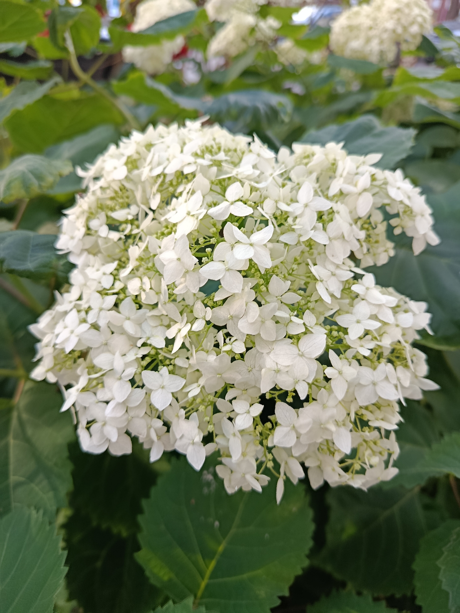 In Svietlahorsk, Belarus, a close-up shot focuses on a large cluster of white hydrangea flowers. The blooms are tightly packed, with individual petals appearing delicate and star-shaped. Surrounding the flower cluster are dark green leaves, some of which are in focus, providing a contrasting backdrop. The overall lighting suggests an outdoor, natural setting, likely during daylight hours. There are no people or other discernible objects in the frame.