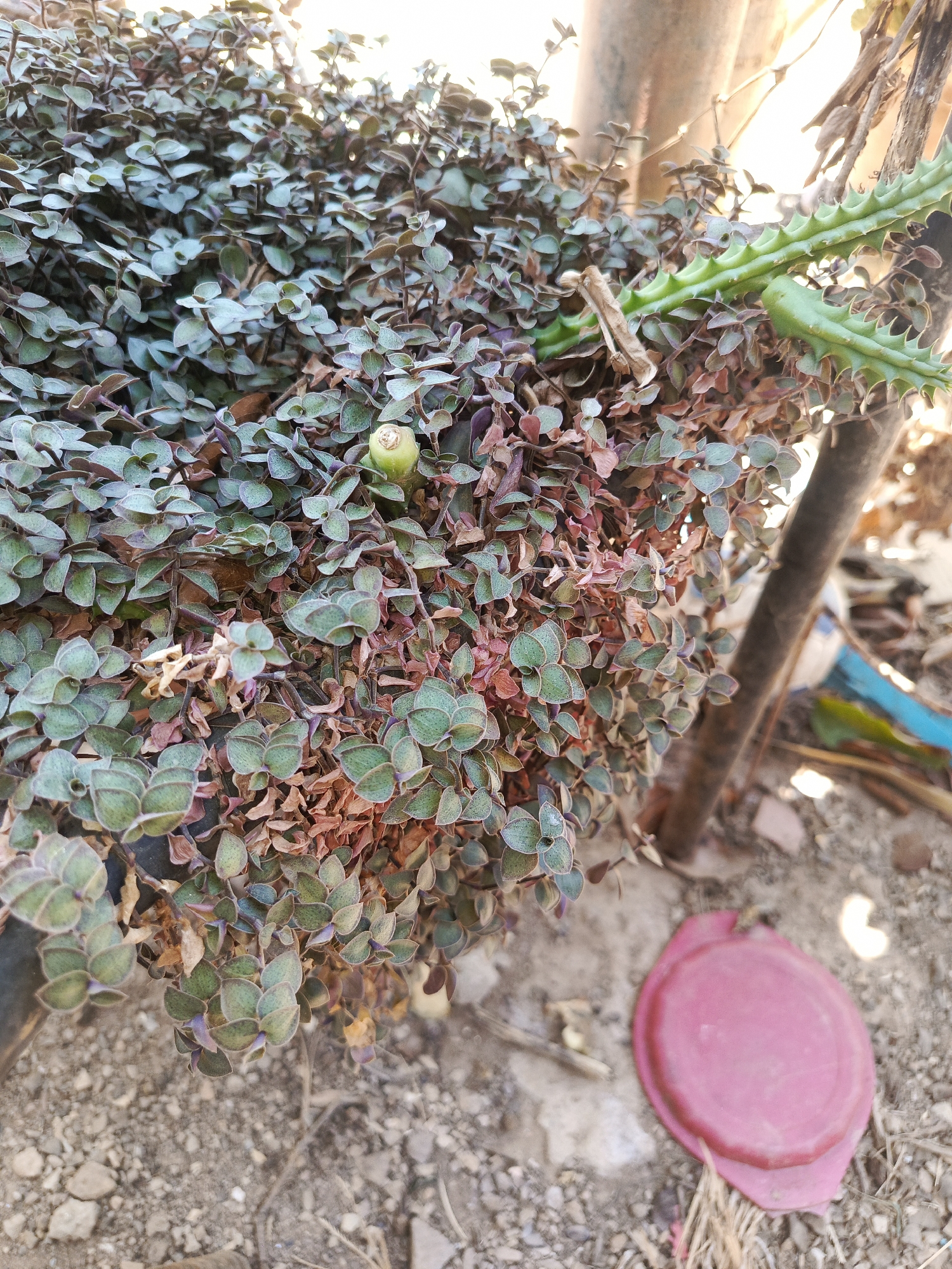 This close-up image captures a vibrant and densely packed outdoor scene featuring various plant life. The dominant subject is a trailing plant with numerous small, oval-shaped leaves, primarily green with noticeable purple or reddish-brown undertones, particularly on their undersides or edges. Many of these leaves appear slightly fuzzy or textured. The plant forms a thick, cascading mat, suggesting it might be growing in a pot or hanging basket, though the full structure is not visible. Towards the center-top of the image, nestled among the leaves, there's a light green, bud-like structure, possibly a flower bud or fruit.
In the upper right portion of the image, a distinct, light green succulent stem with prominent ridges and sharp, pointed teeth-like protuberances is visible, extending horizontally across the frame. Its presence contrasts with the softer appearance of the main trailing plant.
The background and foreground show dry, light brown soil mixed with small stones and scattered dried plant debris. In the lower right corner, a round, reddish-pink plastic lid is resting on the ground, partially covered in dirt. Blurred vertical elements, possibly poles or larger plant stems, are visible in the background, suggesting an outdoor setting.
The lighting indicates daytime, likely sunny, casting soft shadows and highlighting the textures of the plants. There is no visible activity or event taking place, and no discernible text within the image. The location context provided is Juan Griego, Venezuela.