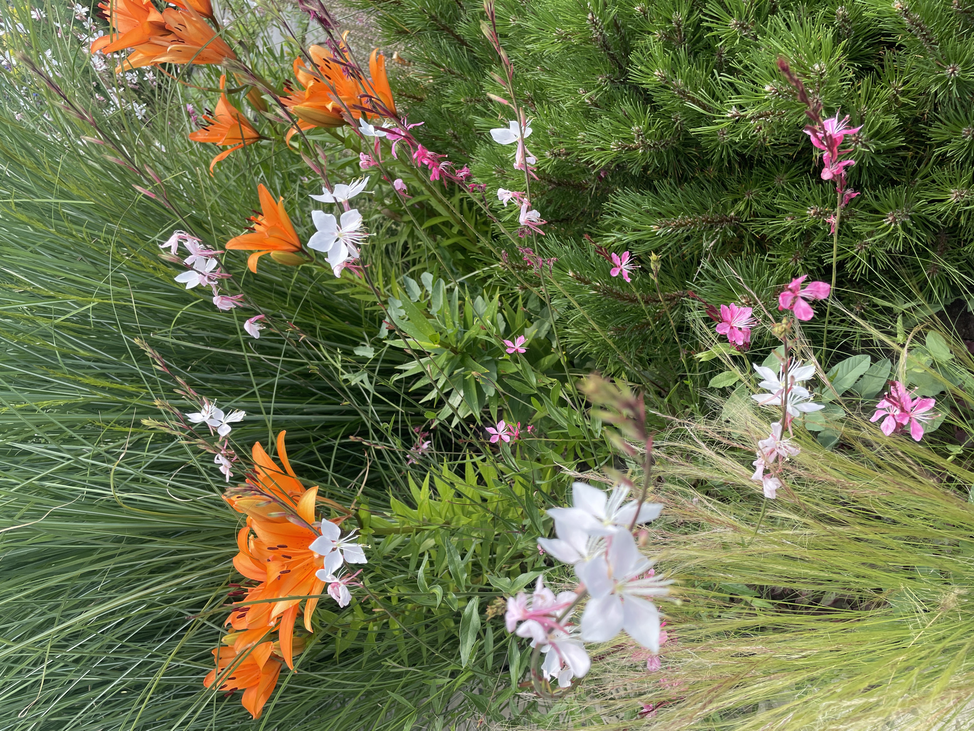 A cluster of vibrant orange lilies are in full bloom, their petals unfurling against a backdrop of tall, lush green grass. Interspersed among the lilies are delicate white and pink flowers, adding pops of contrasting color. A dense evergreen shrub, with needle-like foliage, occupies the right side of the frame, its dark green needles creating a textural contrast to the softer elements. The scene is a close-up shot of a garden bed, likely in a residential or public green space. The lighting suggests it is daytime, with soft shadows indicating an overcast sky or the presence of shade. The image does not contain any people or visible signs of human activity. The location is identified as Nikolayevka, Russia.