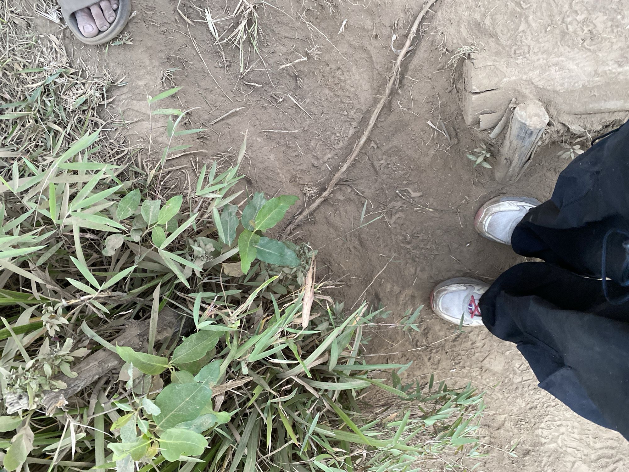 A top-down shot shows a person's legs and feet, wearing black pants and white sneakers with red laces, standing on a dirt path. To the left of the person's feet, lush green plants grow densely. The path is covered in loose soil and scattered with dry twigs and grass. To the right of the path, a bare foot with visible toes is seen wearing a brown sandal, suggesting another person is present but out of frame. In the background, more vegetation and soil are visible, with a small tree stump to the right of the path. The scene appears to be in a natural outdoor environment, possibly a trail or park in Gondosuli, Indonesia.