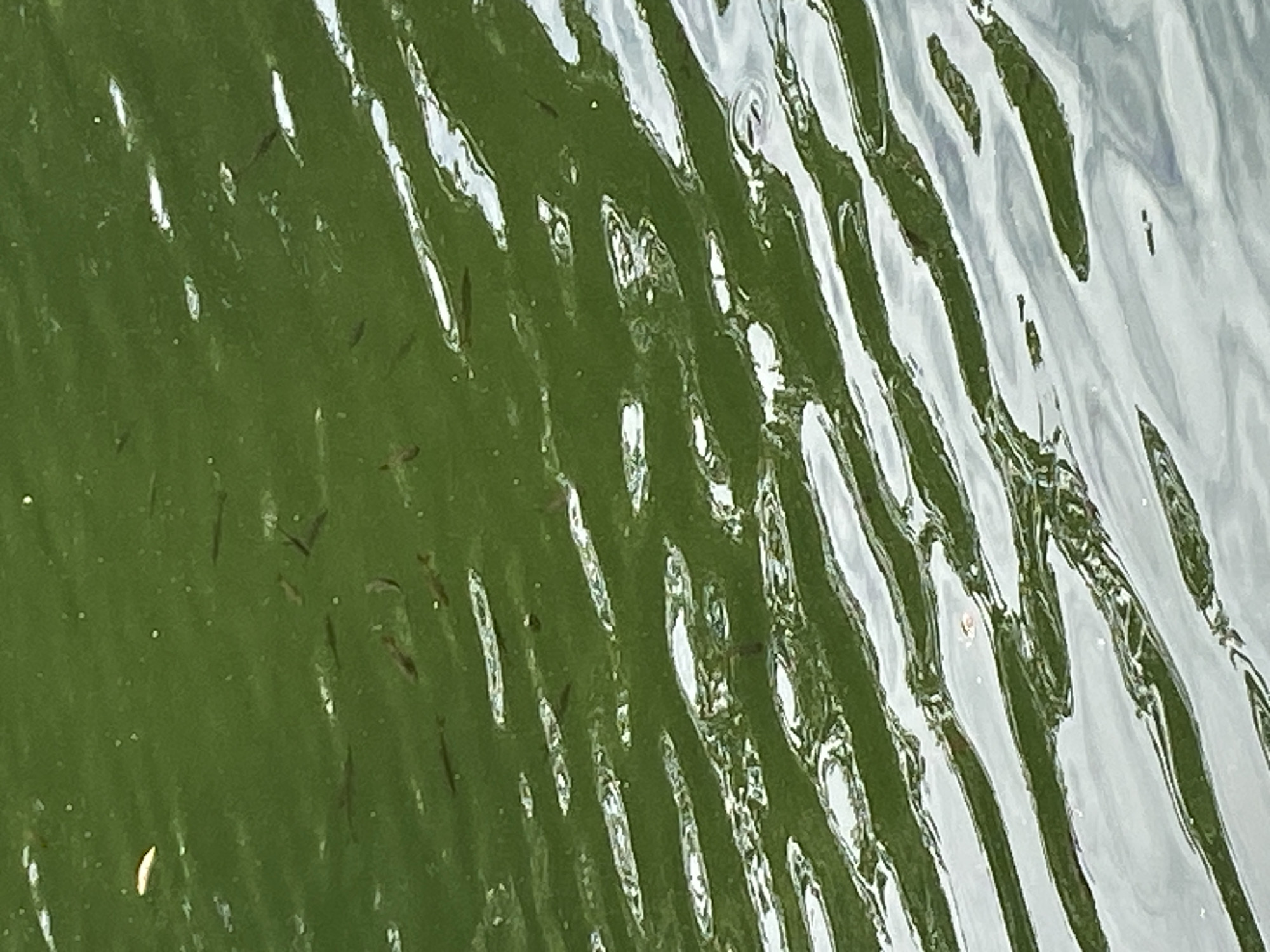 The image shows a body of green water with many small fish swimming near the surface. The water is rippled, creating bands of light and shadow. The fish are dark and elongated. The overall impression is of a natural environment, possibly a pond or lake. It is not possible to determine the specific location in Bückeburg, Germany from the image alone.