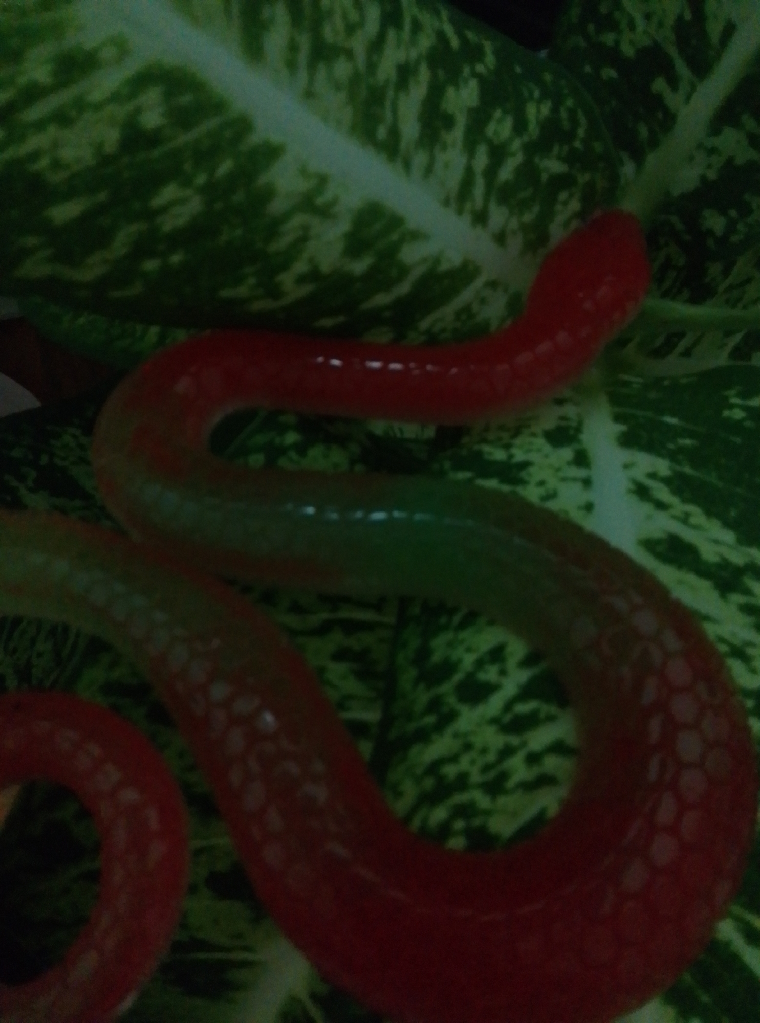 The image shows a close-up, overhead view of a red and green gummy snake toy positioned on a large, variegated green leaf. The snake toy is coiled and appears to be made of translucent material with a textured surface. The leaf has a marbled pattern of dark and light green. The lighting is dim and appears to be artificial, casting shadows and highlighting the sheen of the gummy toy. The scene is static and there are no people present. The location is not identifiable as being in the city of Wedel, Germany.
