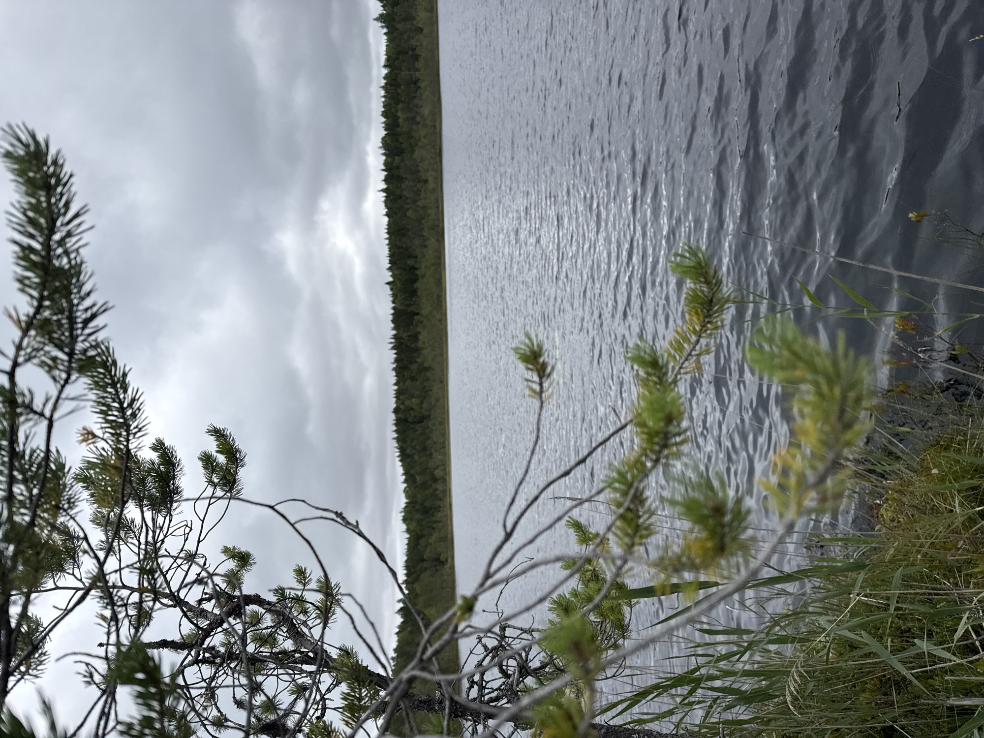 The image depicts a serene natural landscape, likely a lake or large body of water, under an overcast sky. In the foreground, a pine tree branch extends into the frame from the left, its needles and branches partially obscuring the view of the water and the distant shore. The water's surface is rippled, suggesting a gentle breeze. Along the edge of the water, tall grasses and reeds are visible. Across the water, a dense, dark green forest lines the horizon. The overall mood is calm and tranquil, characteristic of a natural setting. The location in the city of Chizhikovo, Russia, implies a natural reserve or park area within or near the urban environment, offering a glimpse into the region's natural beauty.