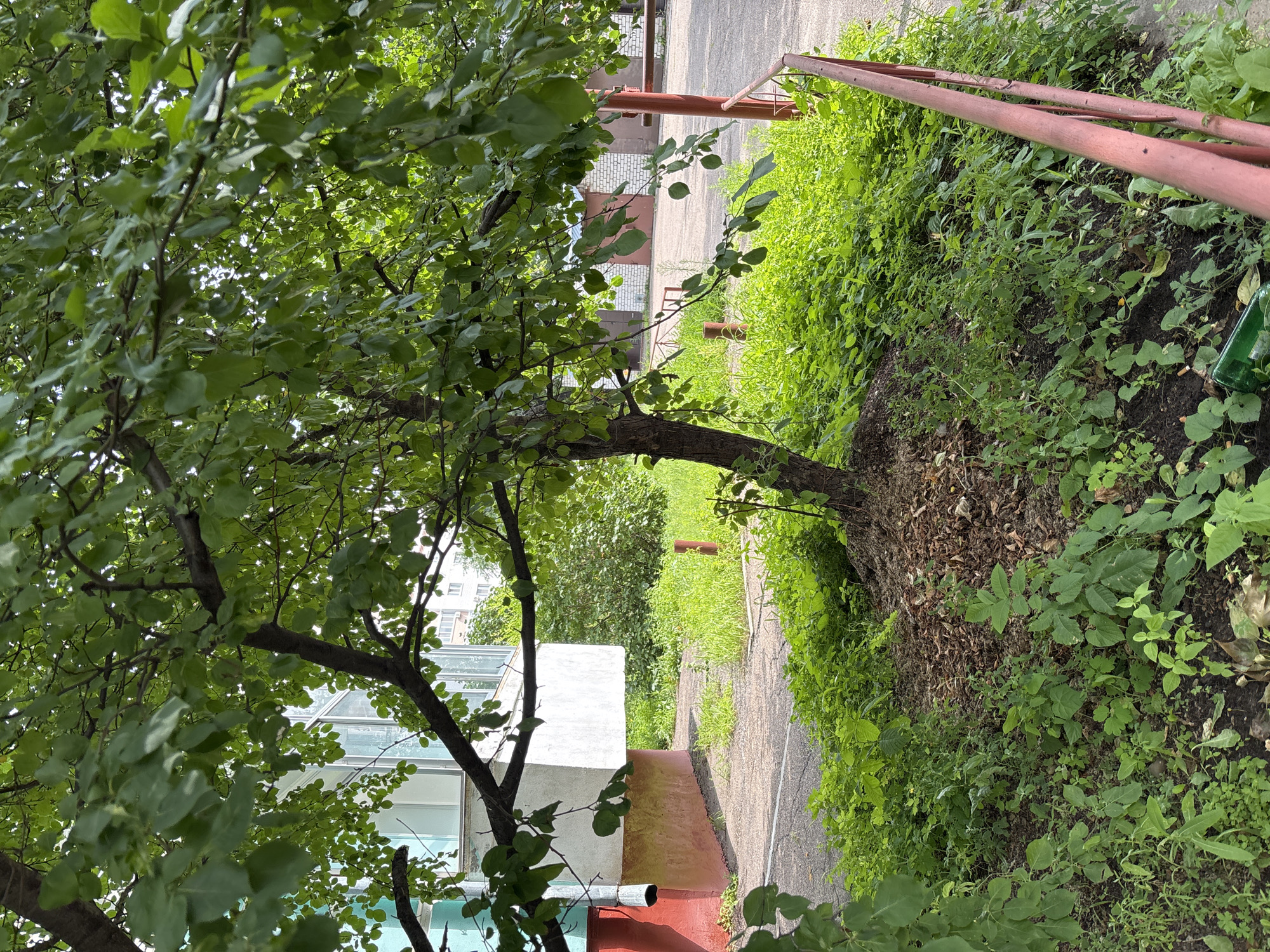 This is a photograph taken outdoors in Blagoveshchensk, Russia, likely during the daytime in a residential or communal area. In the foreground, a young tree with abundant green leaves is centered. The ground around the tree is covered in a mix of dry leaves, soil, and various types of green undergrowth and weeds. To the left of the tree, a portion of a multi-story building is visible, painted in pale blue with a white, box-like structure protruding from it. A red-painted base and a downspout are also present on the building. A paved walkway or path curves around the base of the tree and leads into the background.
In the mid-ground, more lush green vegetation grows, punctuated by several short, reddish-brown vertical posts. Beyond this, a paved area is visible, with a light-colored brick building featuring multiple garage doors in the background. A pink metal railing runs along the right side of the frame, separating the grassy area from the paved section. The overall impression is one of a slightly overgrown urban green space, possibly an apartment complex courtyard, with elements of both nature and man-made structures. No people are visible in the image.