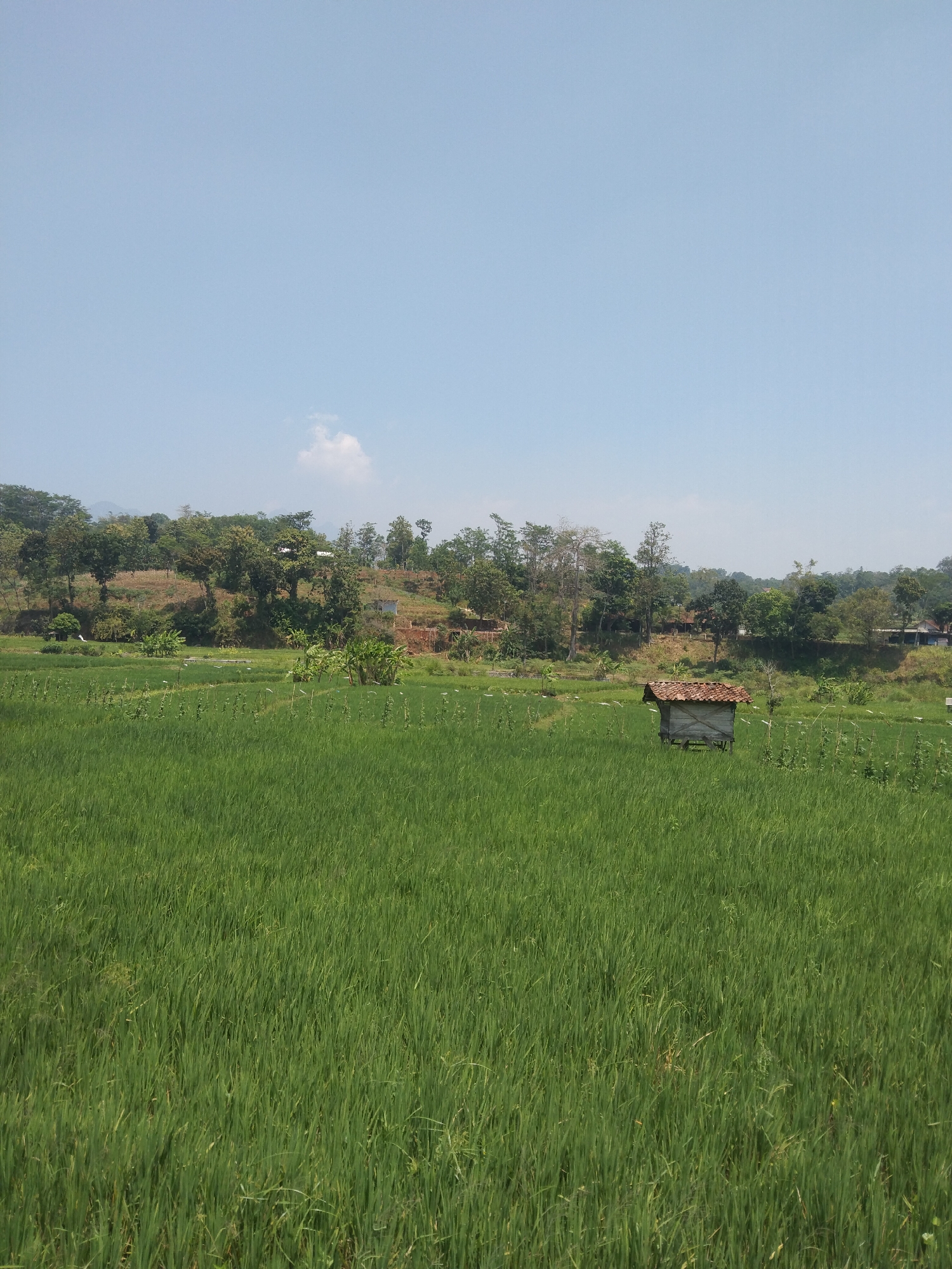 The image depicts a lush, green rice paddy field in Keling, Indonesia, under a clear blue sky with a single white cloud. In the middle ground, a small, weathered hut with a terracotta tiled roof stands amidst the paddy. The background features a gentle slope covered with trees and vegetation, hinting at the natural beauty of the area. The foreground is dominated by the dense, vibrant green of the rice stalks, creating a sense of depth and abundance. The overall scene is serene and picturesque, showcasing a typical rural landscape in Indonesia.