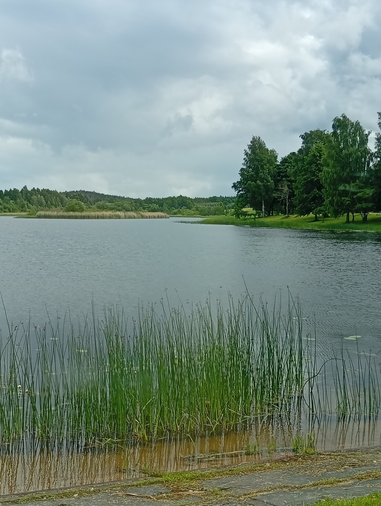 This is a photograph of a body of water, likely a lake or a large pond, under a cloudy sky. In the foreground, tall green reeds grow along the water's edge, with their reflections visible on the water's surface. The water itself is dark and appears calm, with gentle ripples. Across the water, a low, tree-covered shoreline stretches across the background, with denser trees on the right side of the frame. The sky is filled with overcast, gray clouds, suggesting a muted or overcast day. The overall scene is natural and serene, without any human presence or visible structures. The location is identified as Šaukėnai, Lithuania.