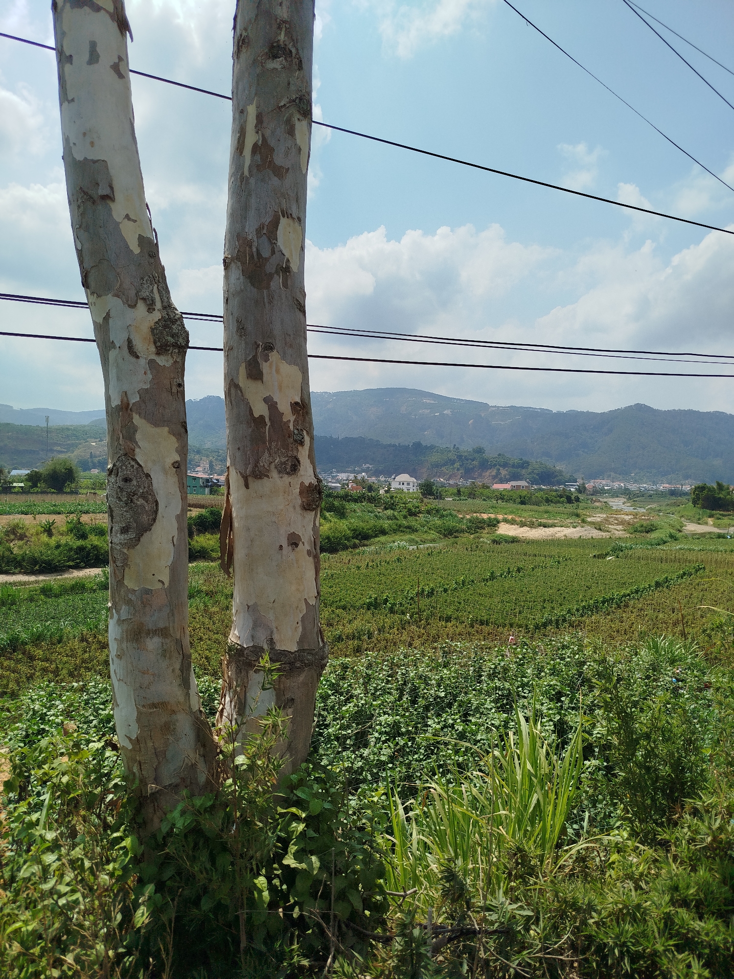 This daytime photograph captures a vibrant rural landscape in Diom A, Vietnam, under a bright blue sky with scattered white clouds. In the foreground, two prominent tree trunks with distinctive light-colored, peeling bark, characteristic of species like Eucalyptus or Sycamore, stand on the left and center, partially framing the scene. Lush green undergrowth and grasses surround their bases.
The midground reveals expansive, cultivated green fields with discernible rows of crops, indicating agricultural activity. Beyond these fields, a meandering riverbed, possibly dry or with low water, is visible, bordered by scattered buildings that form a small village or settlement, including a prominent white house.
In the background, a range of verdant hills and mountains stretches across the horizon under a hazy sky, completing the picturesque natural backdrop. Multiple black power lines traverse the upper section of the image horizontally, adding an element of human infrastructure to the natural setting. The overall impression is one of peaceful rural life nestled amidst agricultural land and mountains. No people or specific events are depicted, and no visible text is present.