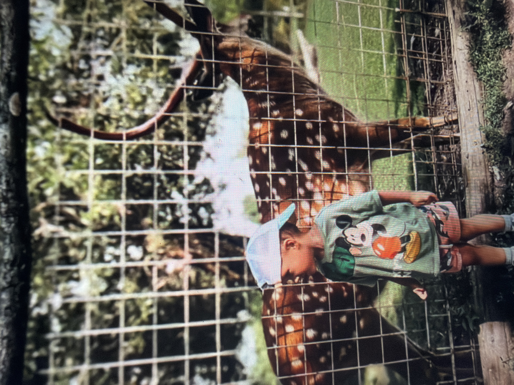 An outdoor scene captured in Shumen, Bulgaria, depicts a young child standing in front of a spotted deer, with a wire mesh fence separating them. The child, positioned in the left foreground and viewed in profile, wears a light blue baseball cap, a light green short-sleeved t-shirt featuring a large graphic of Mickey Mouse (rendered with an orange body and yellow shoes), and patterned shorts with a white drawstring. Light-colored socks and shoes are visible on the child's feet. To the child's right and situated behind the fence, a male deer, likely a Sika deer, stands partially visible, facing right. The deer displays a reddish-brown coat with distinct white spots and prominent antlers. A light-colored, square-grid metal wire fence extends across the mid-ground, acting as a barrier. A dark horizontal beam forms the base of this fence. The background consists of green foliage and grass, suggesting a natural or zoo enclosure. The image itself exhibits a general pixelated quality.