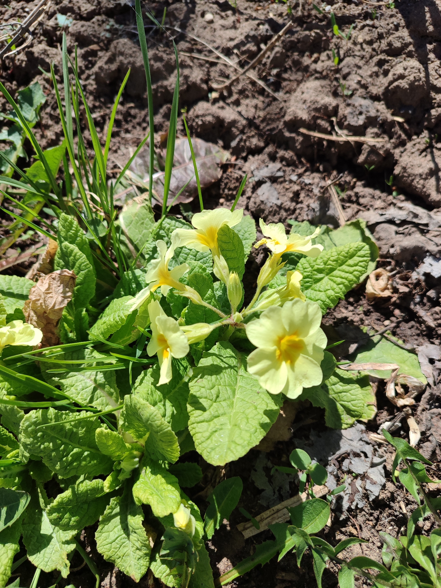 A cluster of yellow Primrose flowers is growing in a garden bed, likely in Malaya Purga, Russia. The flowers are surrounded by green leaves with a distinct textured surface. There are blades of grass intermingled with the leaves. The soil in the background is dark brown, with some small pieces of debris and dead leaves scattered around. The scene is captured in natural daylight.