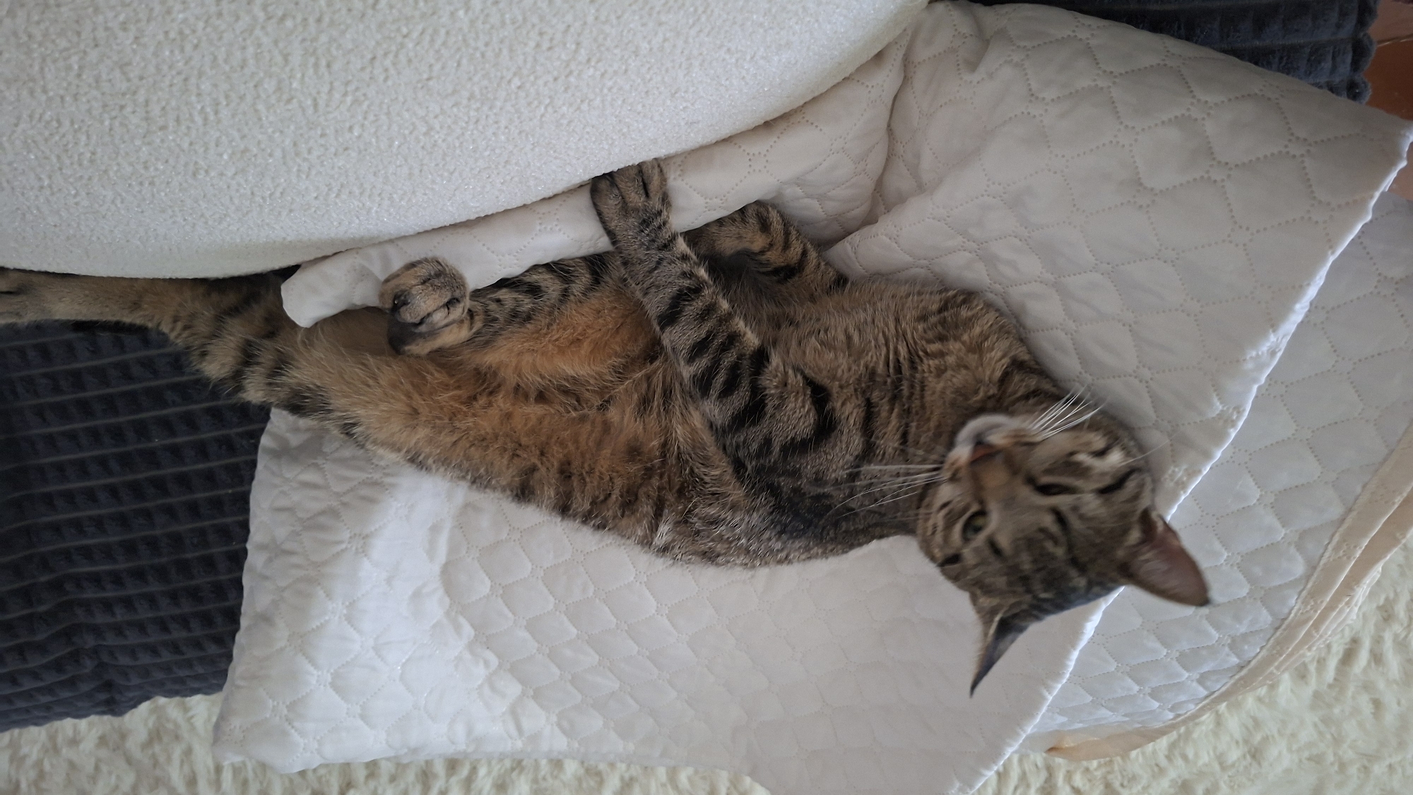 A tabby cat is lying on its back on a white quilted surface. Its paws are extended upwards. The cat's head is turned to the side, and it appears to be looking at the camera. The cat's fur is a mix of brown, black, and orange stripes. The background is blurred, but it appears to be a room with furniture. There is no indication of the location in Myadzyel, Belarus.