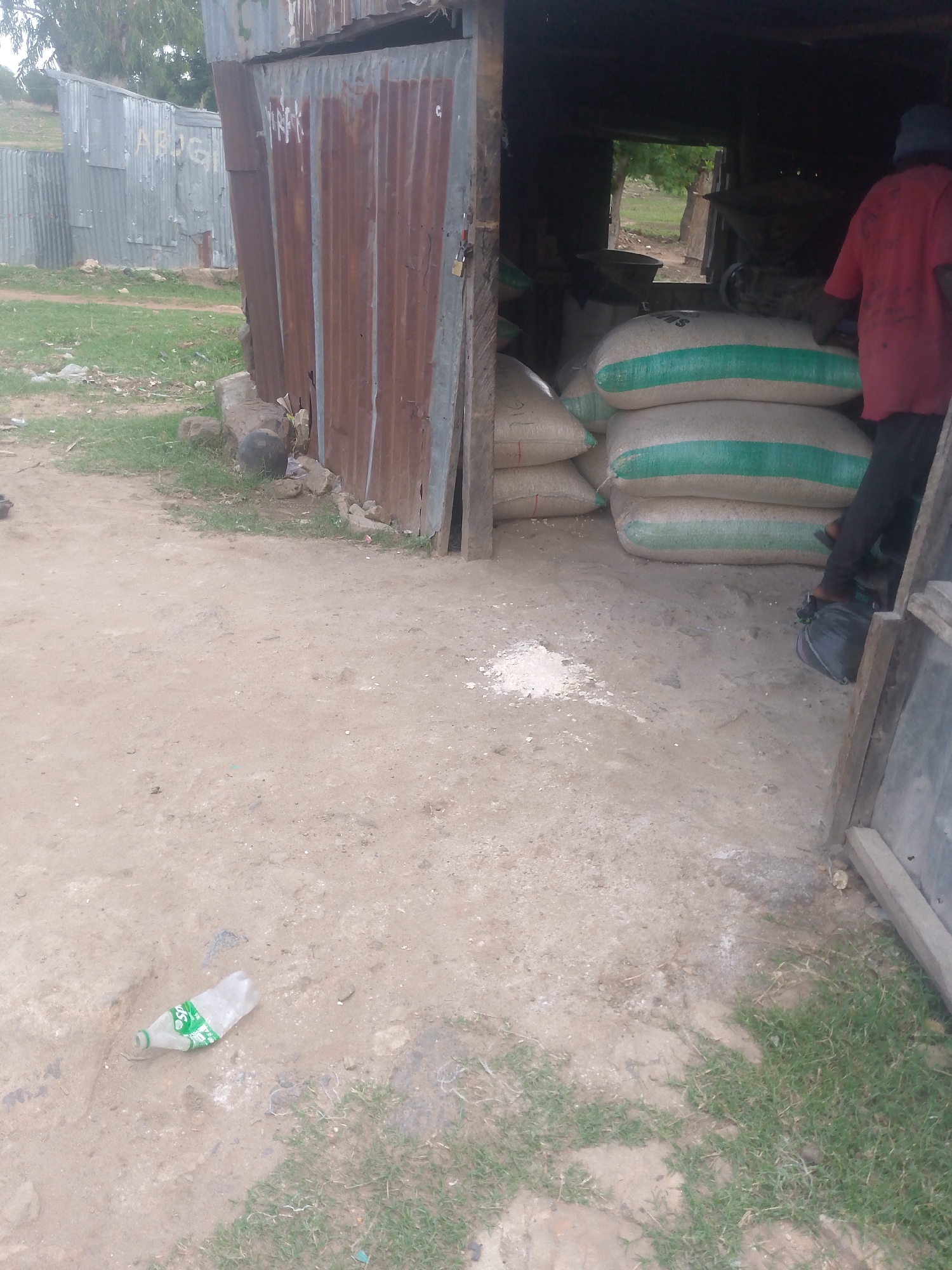 The image displays an outdoor scene in Chum, Nigeria, centered around a rustic storage or shop structure constructed from reddish-brown corrugated metal panels on the right. Inside this dimly lit structure, a person is observed from behind, dressed in a red long-sleeved garment, dark trousers, and a dark cap. They are positioned amidst several large, light-colored sacks, each featuring two prominent horizontal green stripes and partially visible text such as "SWNS" and "PIG". These sacks appear to contain a granular substance. Immediately outside the structure's entrance, a small quantity of this light-colored granular material is spilled on the ground, adjacent to a dark bag near the person's feet.
In the background, to the left, stand other structures composed of lighter, silver-colored corrugated metal, one bearing the painted letters "ABOGI". The ground in the foreground and midground is primarily light brown packed earth or sandy soil, with scattered patches of green grass, particularly visible towards the bottom and left edges of the frame. A clear plastic bottle with a green label, consistent with a Sprite bottle, lies horizontally on the dirt ground in the lower-left quadrant. Various rocks and debris are visible near the base of the main corrugated metal structure. The scene is illuminated by ambient daylight, suggesting an overcast sky or indirect sunlight.