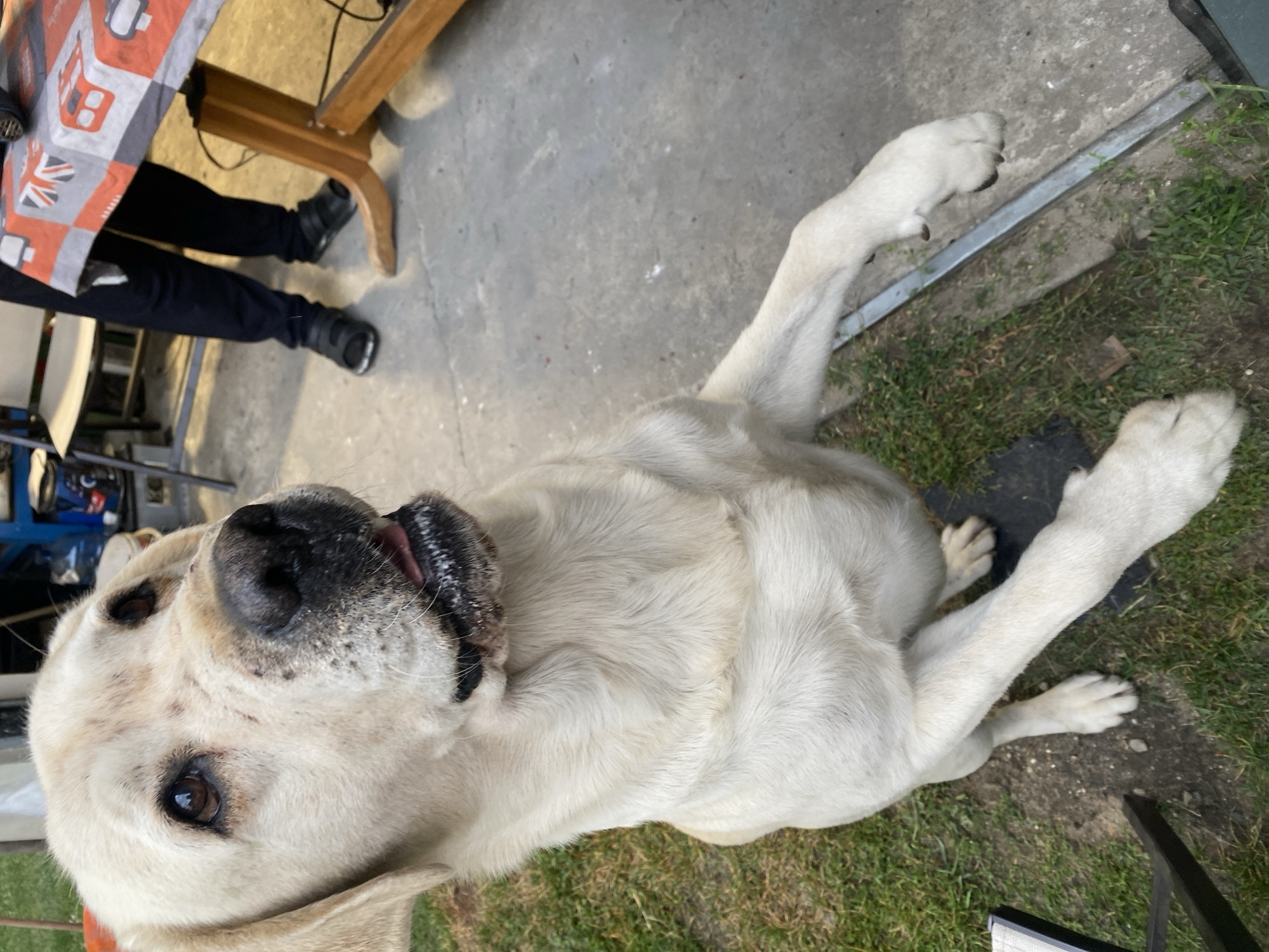 An outdoor scene in Kępno, Poland, features a light-colored Labrador Retriever dog standing on its hind legs, with its front paws resting on an unseen surface. The dog's head is tilted upward and to the right, with its mouth slightly open and its tongue visible. The dog's fur appears light yellow or cream colored. In the background, a person's legs are visible, wearing dark pants and black sandals, standing near a wooden table covered with a tablecloth patterned with red and white squares and Union Jack motifs. The table has a wooden leg and appears to be outdoors. The ground is a mix of concrete and grass. There is also a white folding chair visible in the background.
