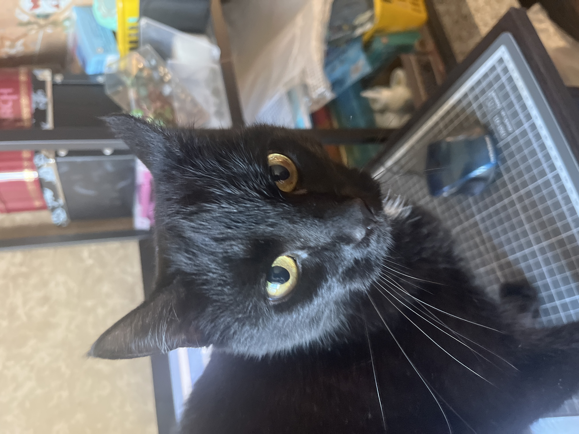 A black cat with yellow eyes is in the foreground of the image, looking directly at the camera. The cat is sitting on a grey cutting mat with a grid pattern. Behind the cat, shelves are visible with various objects, including boxes and what appear to be craft supplies. The background is blurred, making it difficult to discern specific details of the environment. The location is not identifiable from the image, and there is no indication of Vladimirovka, Russia.