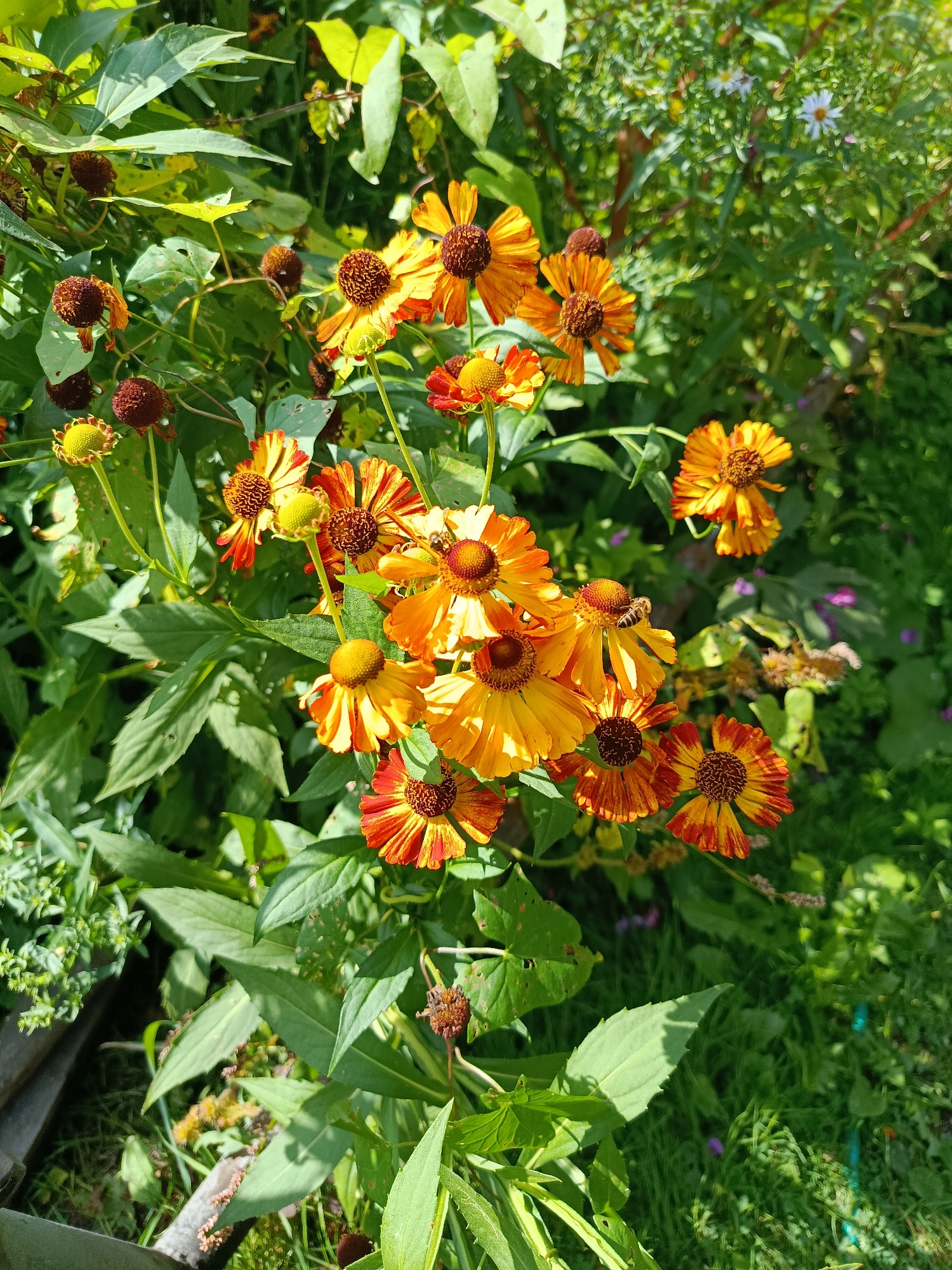 A cluster of orange and yellow flowers, likely Helenium, are in full bloom, some with dried seed heads among them. A honeybee is visible on one of the flowers, collecting nectar. The flowers are surrounded by lush green foliage. In the background, out of focus, is more greenery and some smaller white flowers. The scene appears to be a garden or natural setting in the city of Vereya, Russia.