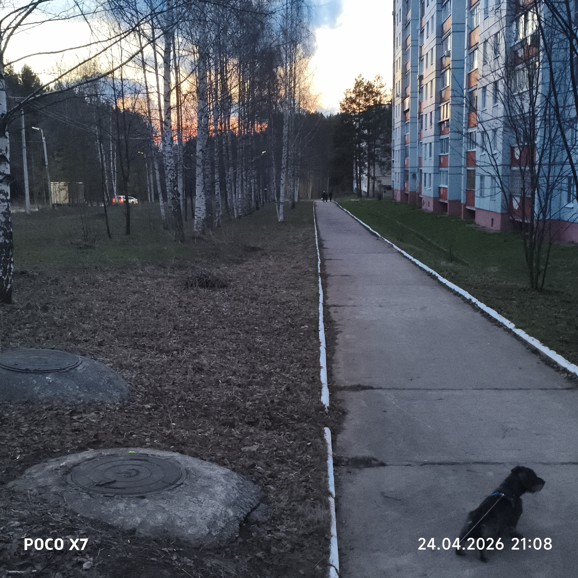 The image, taken with a POCO X7, shows an outdoor scene near a building, likely an apartment complex, in Chaikovsky, Russia. A paved walkway runs along the side of the building, with grass and trees separating it from the structure. A row of birch trees lines the opposite side of the walkway. Two circular manhole covers are visible in the foreground on the left side of the path, partially obscured by leaves. A small black dog on a leash is standing on the walkway. The sky is visible through the trees, indicating either sunset or sunrise. The timestamp on the image reads 24.04.2026 21:08.