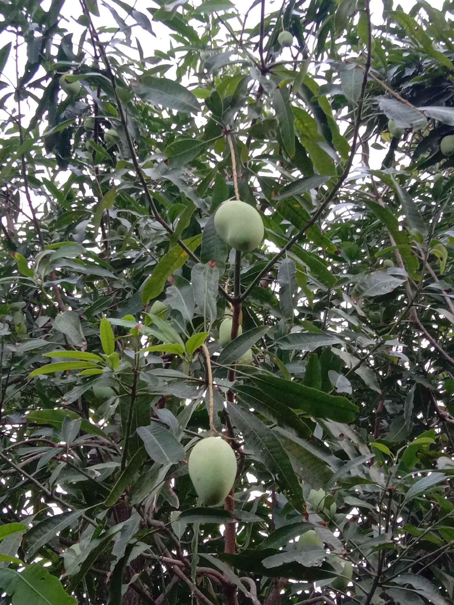 The image captures a vibrant, close-up view of a mango tree laden with unripe green mangoes. The tree's canopy dominates the entire frame, showcasing dense foliage with a mix of mature, dark green leaves and lighter, brighter green leaves indicating new growth.
Several green mangoes are visible, with two distinct, light green, oval-shaped fruits prominently hanging in the foreground. One is situated near the top-center of the image, and another is positioned below it, slightly to the right. Both are attached to branches by their stems. Additional smaller, less defined green mangoes can be seen scattered deeper within the foliage, partially obscured by the leaves.
The background reveals patches of a bright, diffused white sky peering through the leaf canopy, suggesting an overcast day or soft daylight conditions, possibly morning or late afternoon. The lighting is even, with no harsh shadows, contributing to a serene outdoor atmosphere. No people, animals, or structures are visible. The image conveys a sense of natural growth and abundance. There is no visible text. The scene is consistent with the tropical climate of Lhokseumawe, Indonesia, known for mango cultivation.