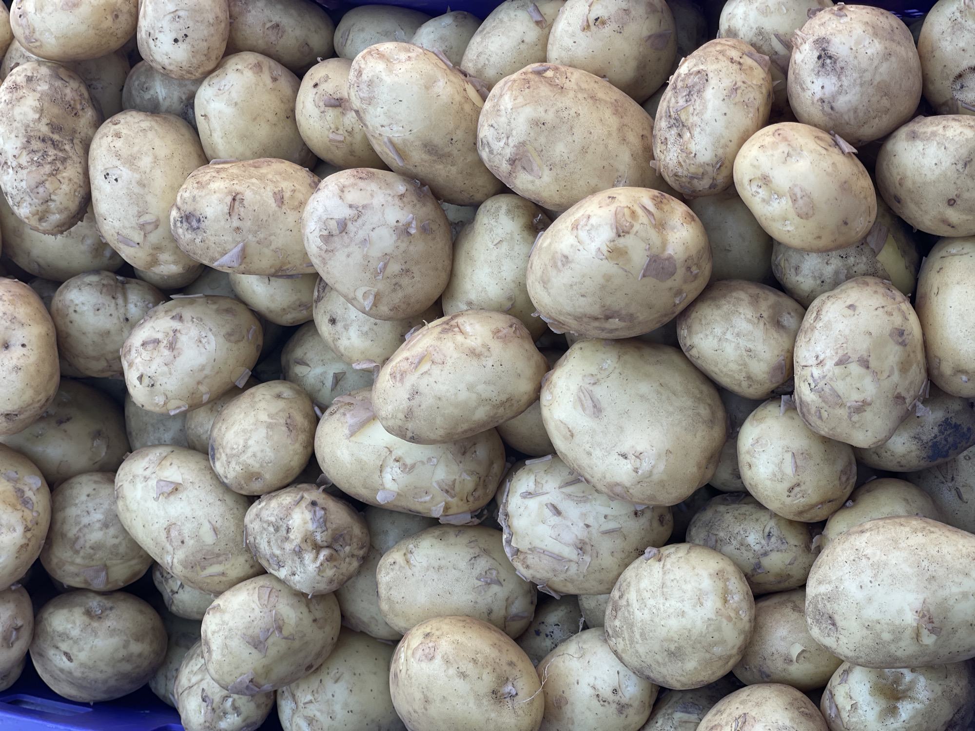 A close-up, overhead shot shows a large pile of potatoes within a blue plastic container. The potatoes are various sizes and shapes, with some showing small sprouts. The skin of the potatoes is a light brown to yellowish color, with dirt and some peeling visible. The lighting is even, and there are no people or other objects present in the frame. The image captures a produce display, possibly at a market or grocery store in Kamianske, Ukraine.