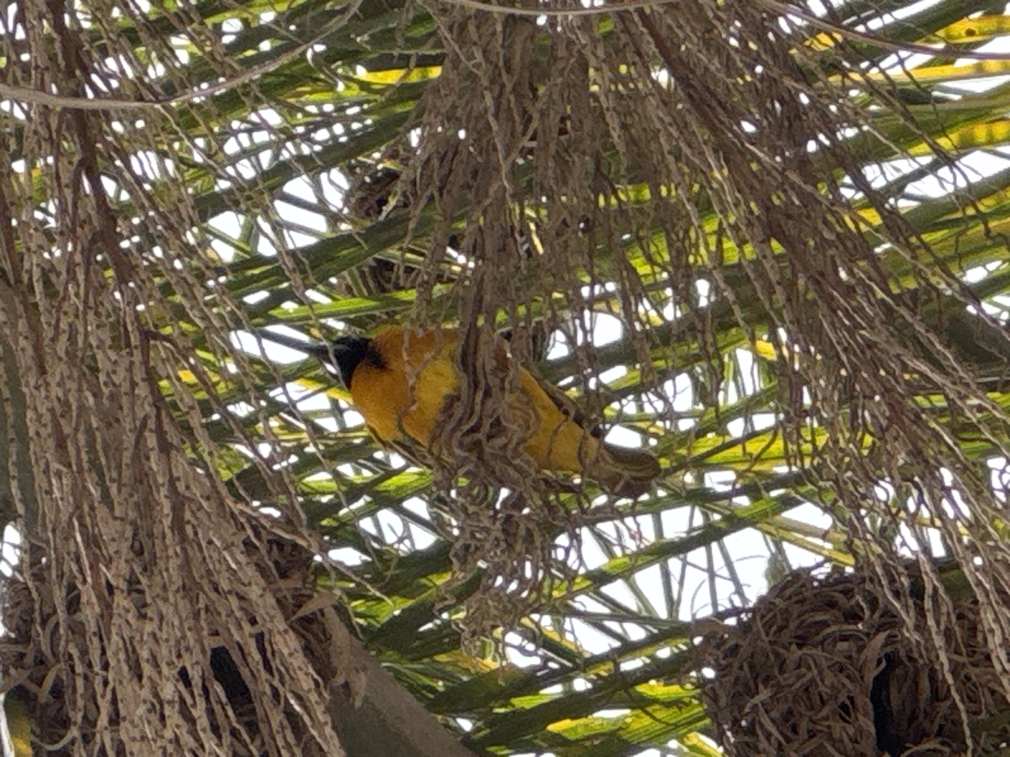 A bright yellow bird with a black head is perched on a brown, dried palm frond. The bird is nestled within the fronds of a palm tree, with some of its body obscured by the foliage. A bird's nest, made of dried plant material, is visible to the left of the bird. The background consists of more palm fronds and a bright sky, indicating an outdoor setting. The image appears to have been taken in Jos, Nigeria, judging by the context provided.