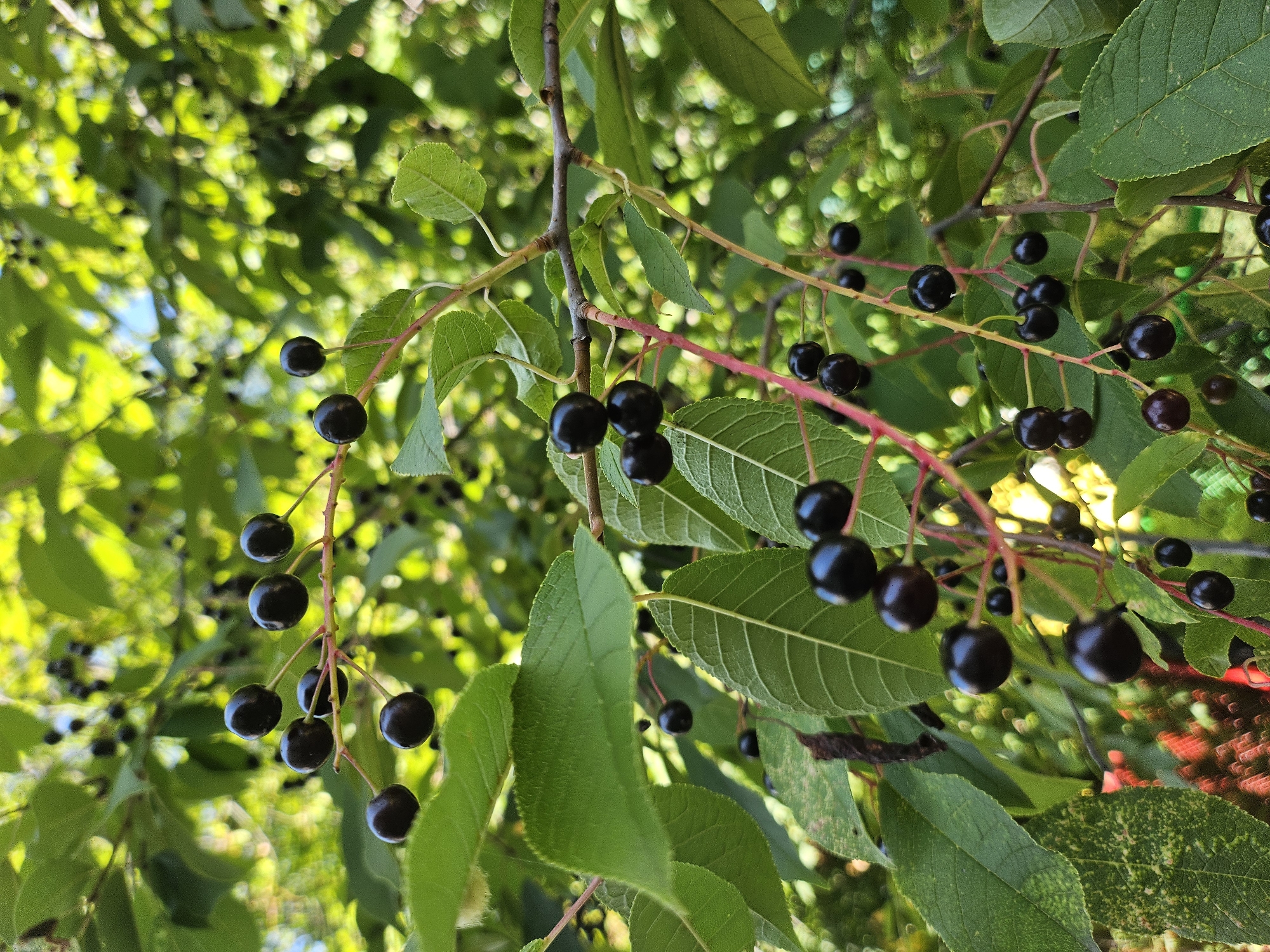 The image shows a close-up view of a branch of a plant with clusters of small, dark, ripe berries. The berries are round and have a glossy appearance, with thin stems attaching them to the reddish-brown branches. Green leaves with serrated edges are interspersed among the berries, some of which are in sharp focus while others are blurred. The background is filled with more green foliage, suggesting an outdoor natural setting. The sunlight filters through the leaves, creating a dappled effect and highlighting the textures of the leaves and berries. The image does not contain any people or identifiable structures. Without additional information or context, the specific location within Zakamensk, Russia, cannot be determined from the visual elements alone.