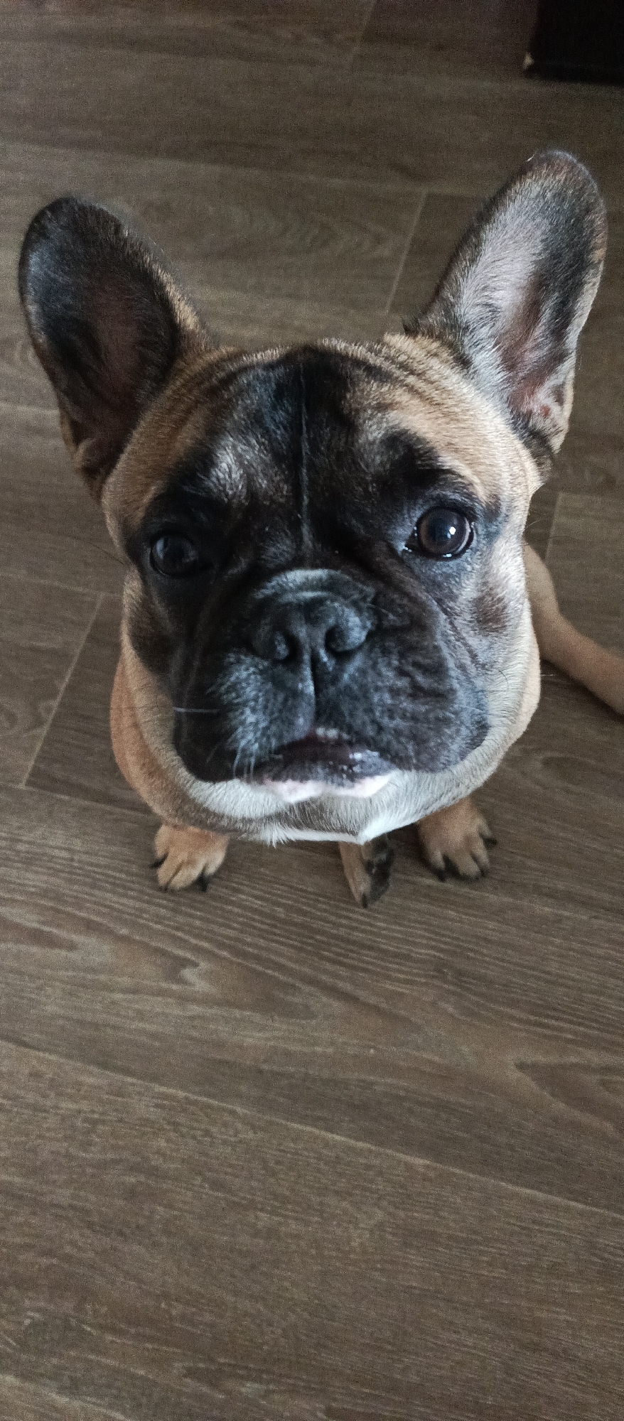 A French bulldog is pictured from a high-angle perspective, looking directly into the camera. The dog has a brindle coat with a black mask and erect ears. It is sitting on a wooden floor. The background consists of the same wooden flooring. There are no people or other discernible objects in the image. The lighting appears to be natural, coming from above and slightly to the right. The image was taken in Металлплощадка, Russia.