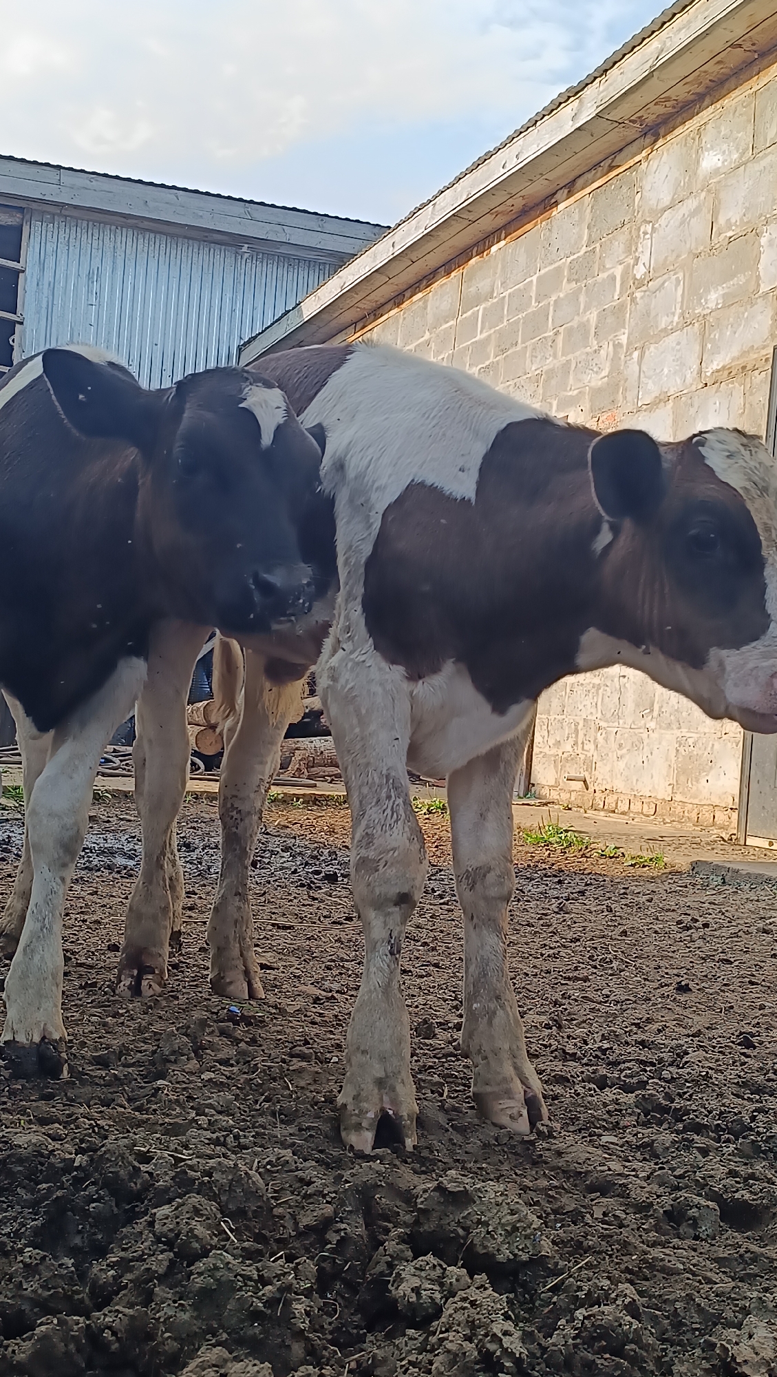 Two young calves, one predominantly dark brown with white markings on its face and legs, and another with a brown and white spotted coat, stand in a muddy, outdoor enclosure. The calf on the left is facing left, with its head lowered. The calf on the right is facing right, with its head slightly turned to the left. Both calves have white socks on their legs. Behind them, a rustic building with a corrugated metal roof and a wall constructed from cinder blocks is visible. The ground is uneven and covered in mud and some sparse green vegetation. The sky above is partly cloudy. The image appears to be taken in the city of Karsha, Russia.