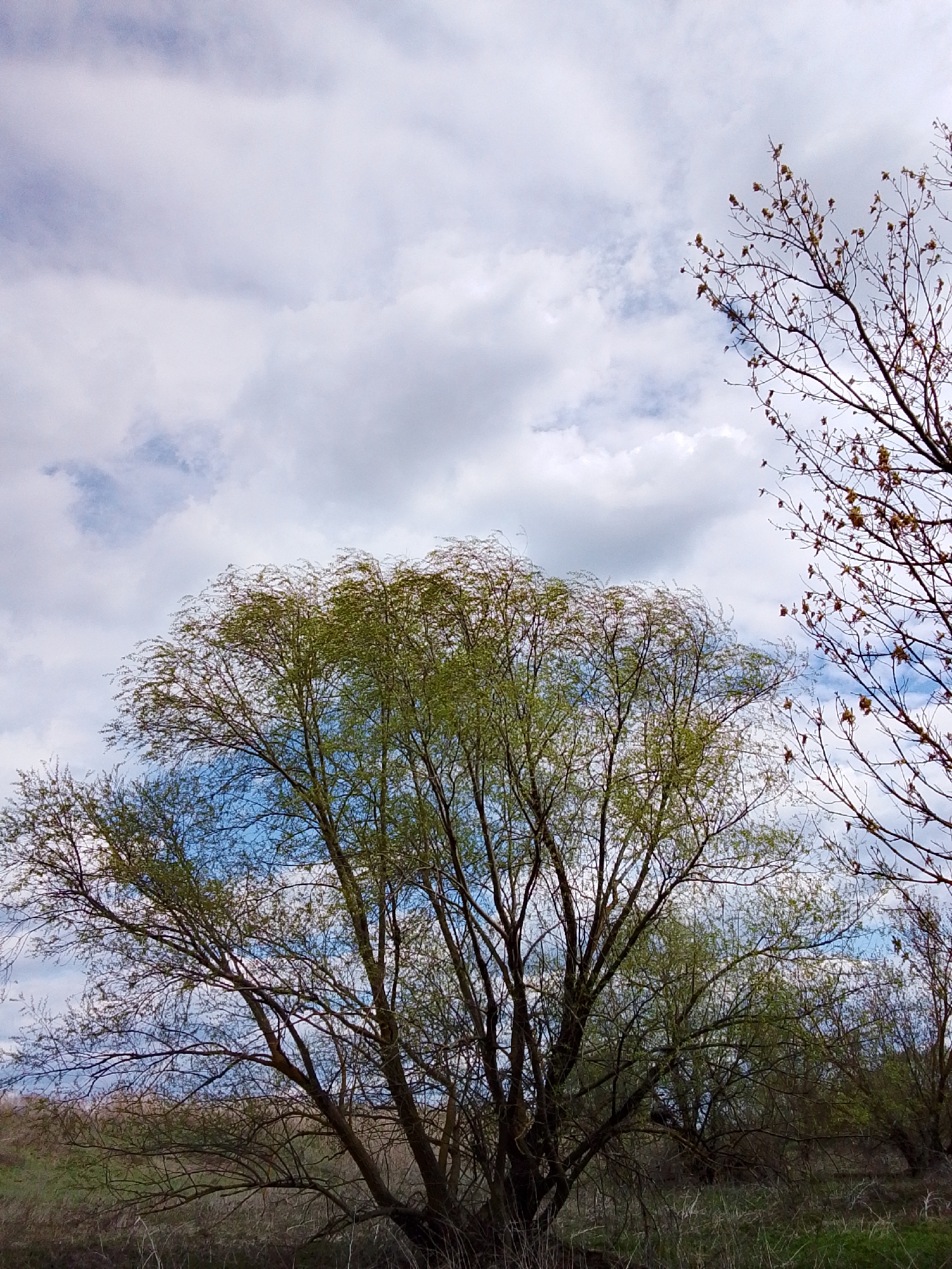 The image shows a landscape scene with trees and a cloudy sky. A large tree with green leaves is centrally located, with other trees and dry grasses in the background. In the upper right corner, bare branches of another tree are visible. The sky is filled with white and gray clouds, with patches of blue visible between them. The location is Дерезовка, Russia.