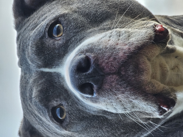 A close-up, head-shot portrait of an adult dog, likely an American Bully or Pit Bull type, fills the frame. The dog exhibits short, blue-gray fur with a prominent white blaze extending from its forehead, between its amber-colored eyes, and down the bridge of its dark gray, moist nose to its muzzle. White fur is also visible on the lower jaw and chin. Light-colored whiskers protrude from the muzzle. Pinkish-red tissue is visible at the lower corners of the mouth. The dog's gaze is directed forward. The background is a uniformly light, out-of-focus area, consistent with an open sky. The scene is located in Schifflange, Luxembourg.